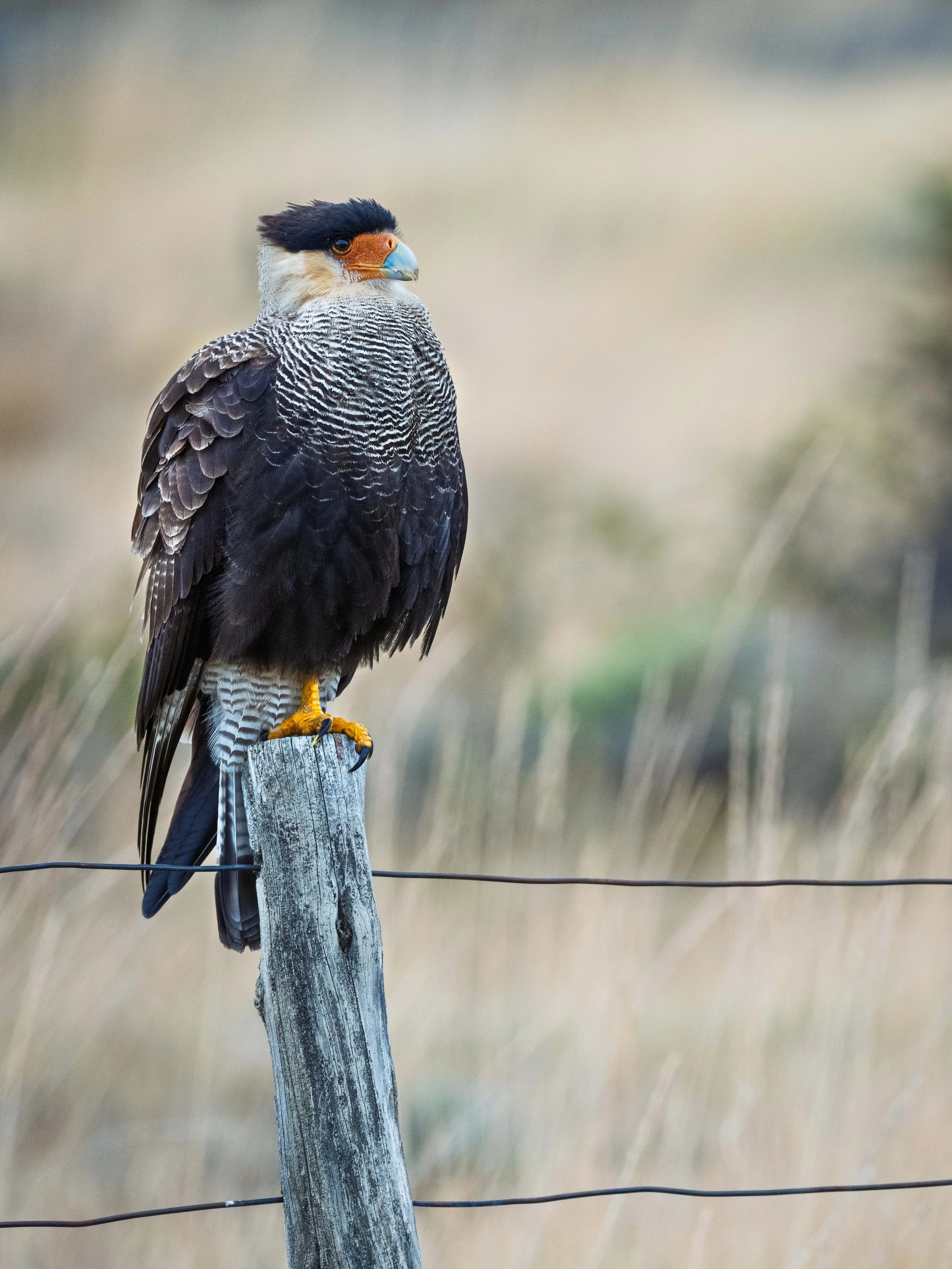 A bird of prey with a colorful beak, dark and patterned feathers, perched on a weathered wooden fence post in a natural, grassy landscape.