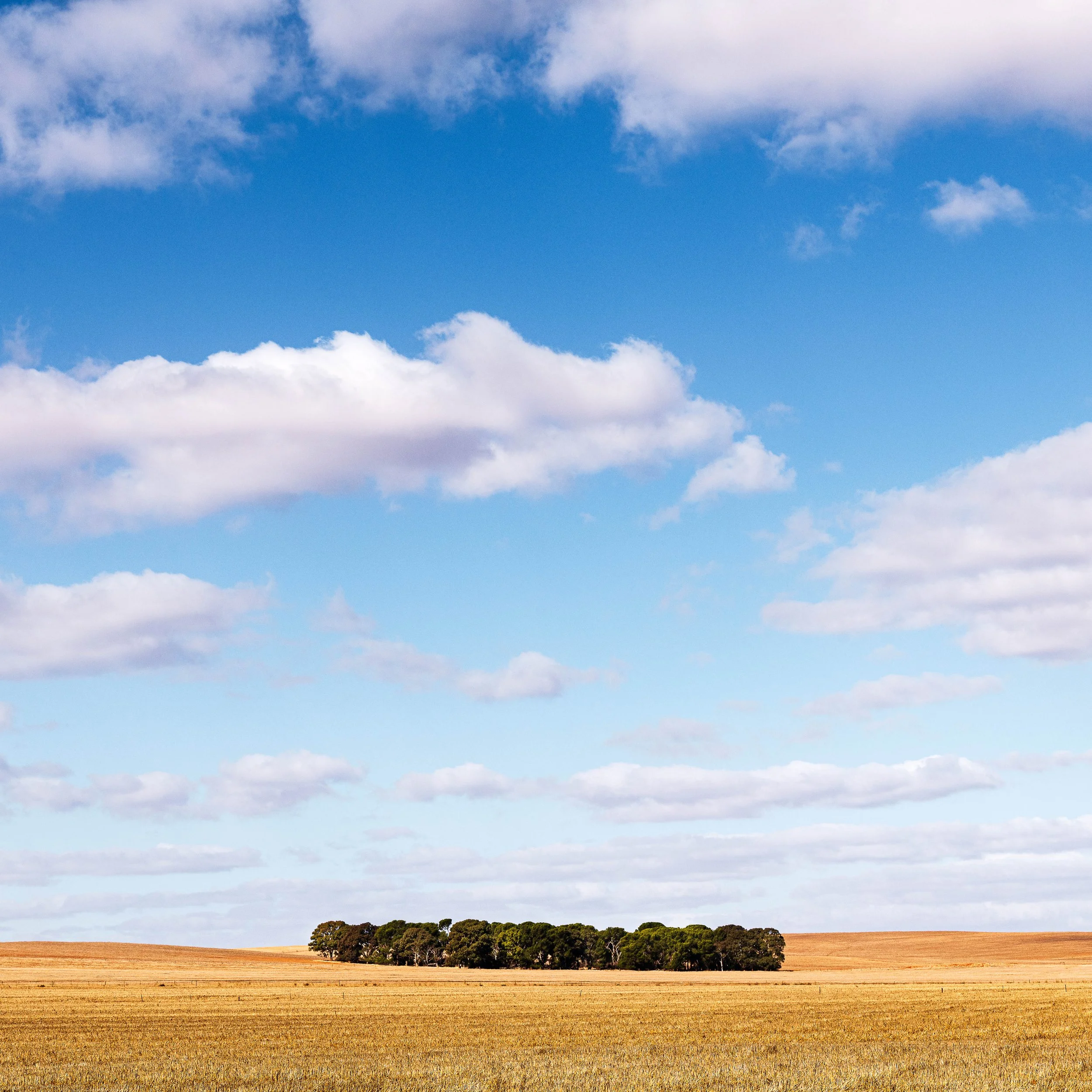 Wide open agricultural field with a small cluster of trees on the horizon, under a partly cloudy blue sky.