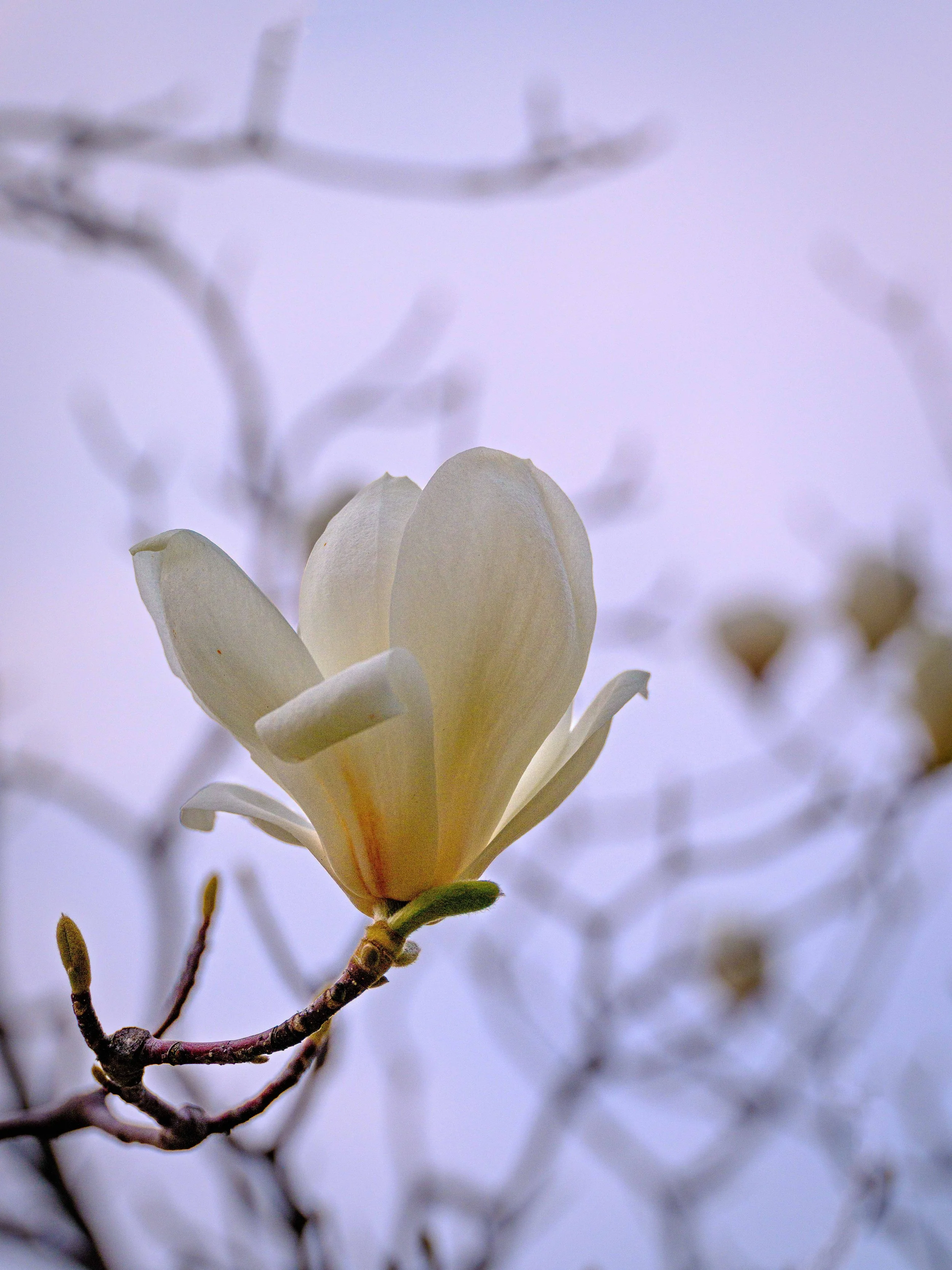 Close-up of a white magnolia flower blooming on a branch with a blurred background of other branches.