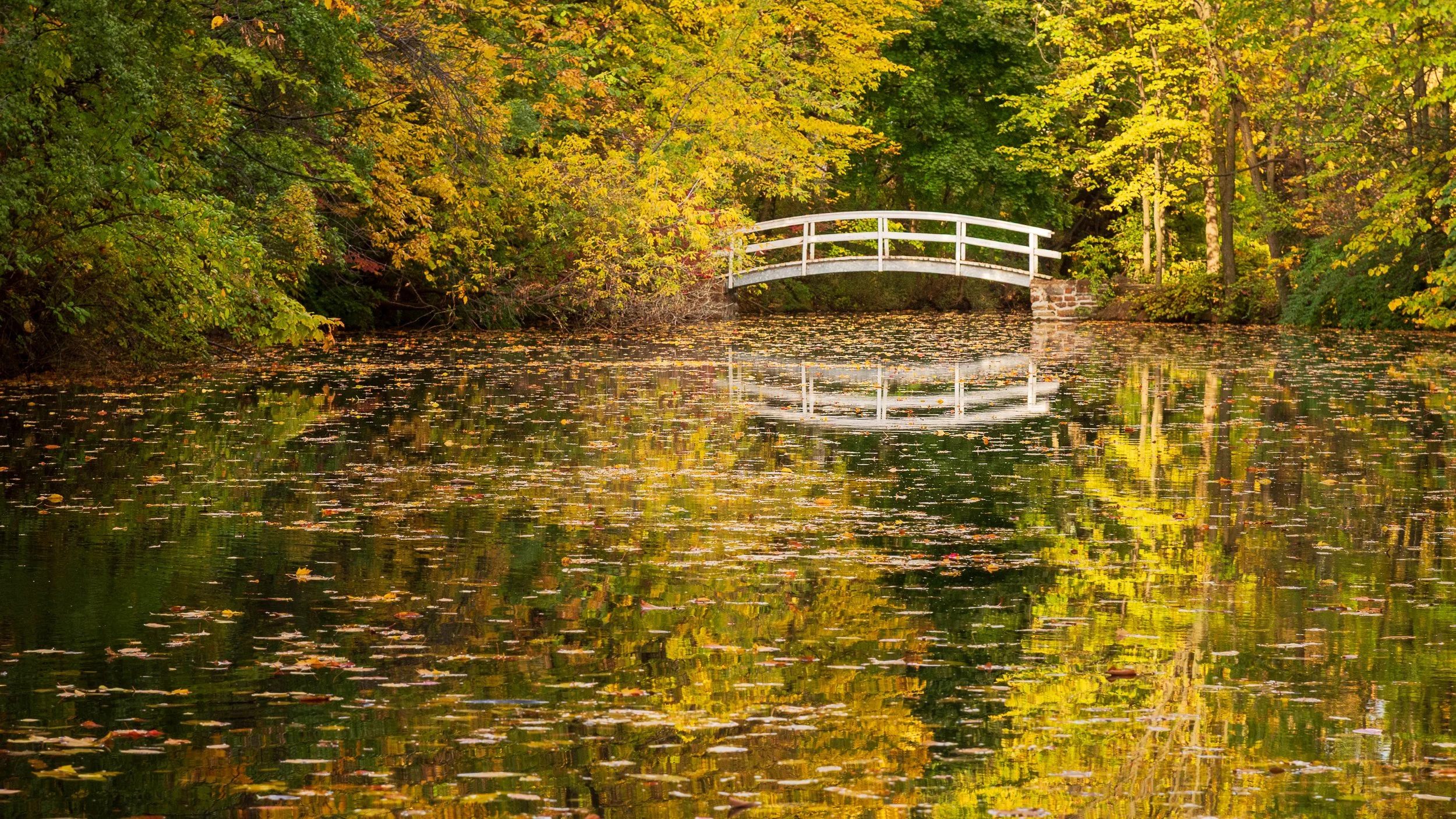 A serene river scene with yellow, green, and orange autumn leaves floating on the water. In the background, a small white wooden bridge crosses the river, surrounded by trees with vibrant fall foliage.