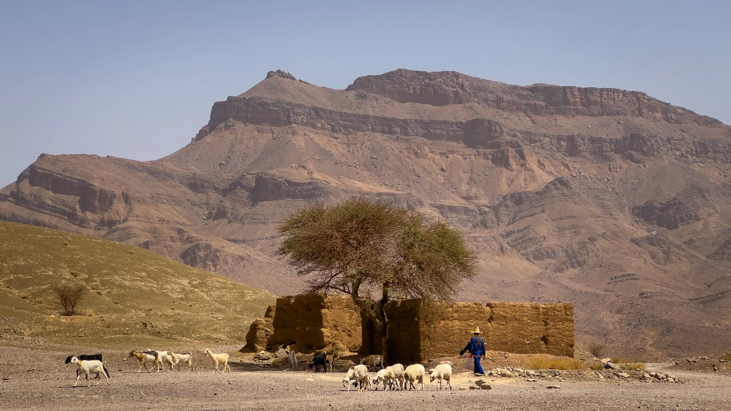 A farmer with a herd of goats stands beside an ancient structure with a large tree, set against a desert mountain landscape.