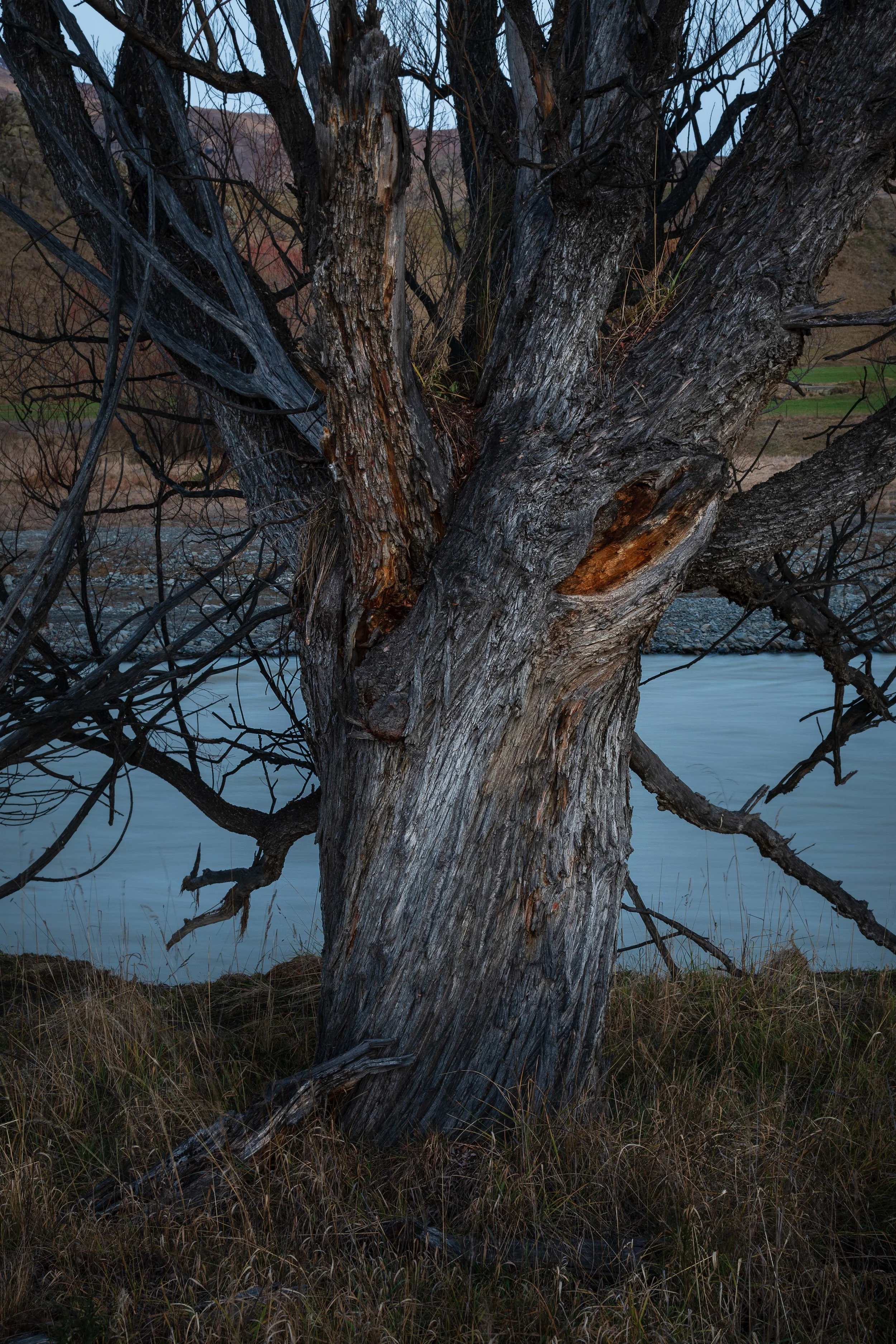 Close-up of a large, weathered tree with rough bark along a riverbank, with leafless branches and a body of water nearby.