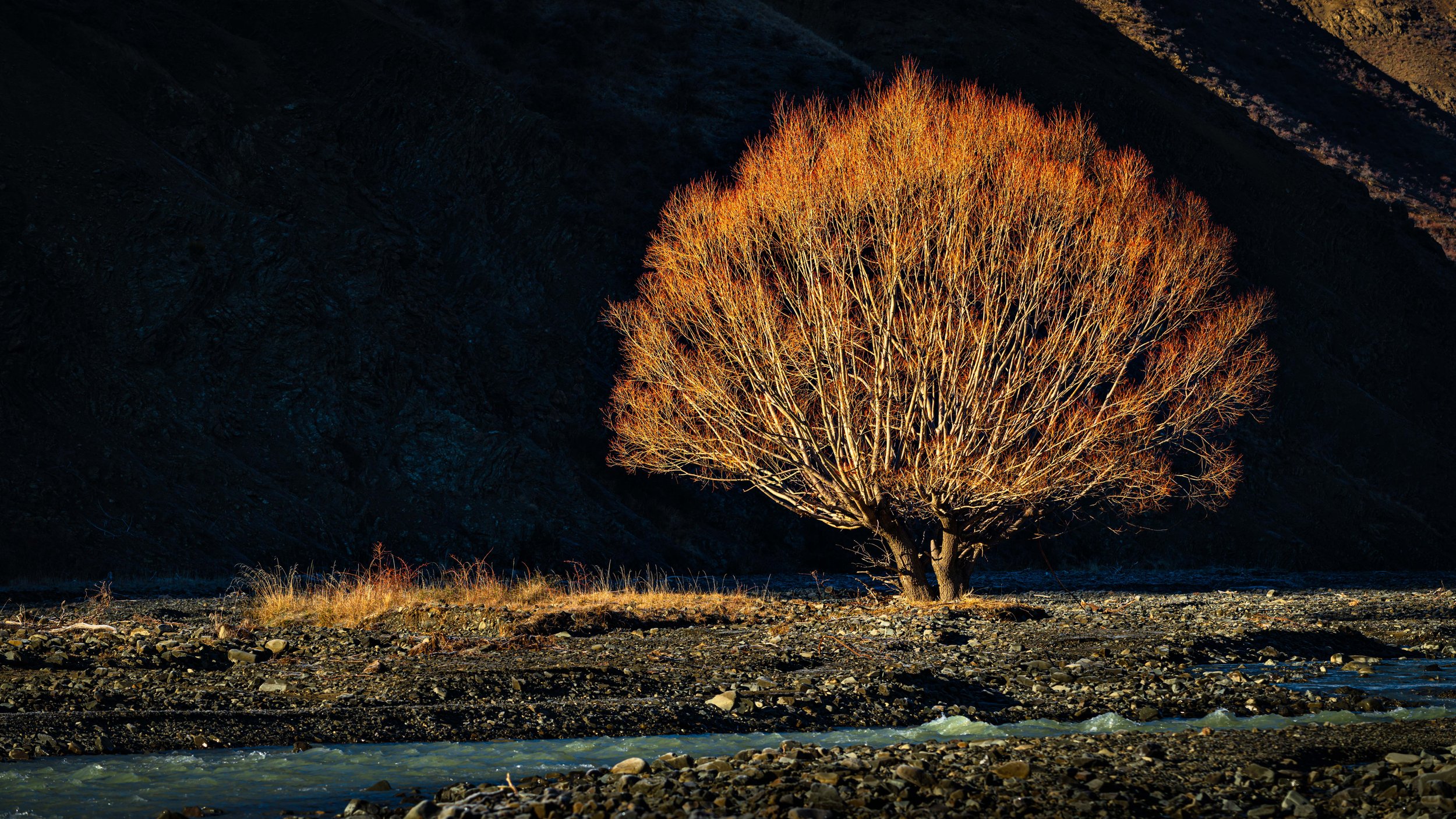 A single leafless tree illuminated by sunlight, standing on rocky terrain near a mountain stream, with dark mountains in the background.
