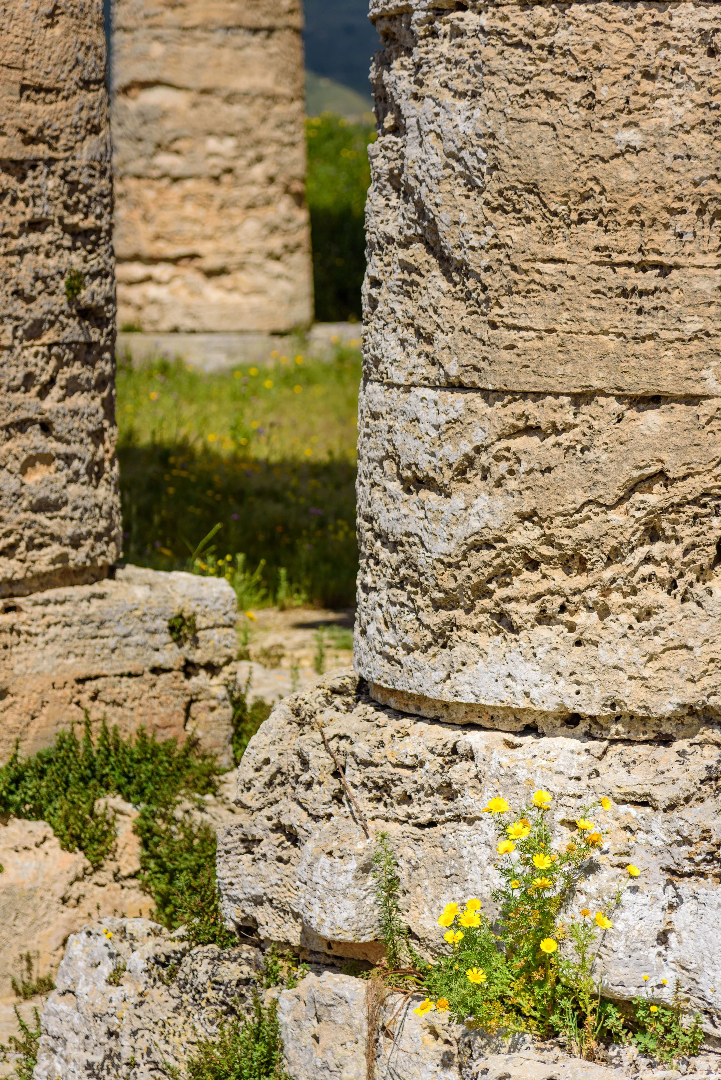 Close-up of ancient stone columns with yellow flowers and green plants growing at their base.
