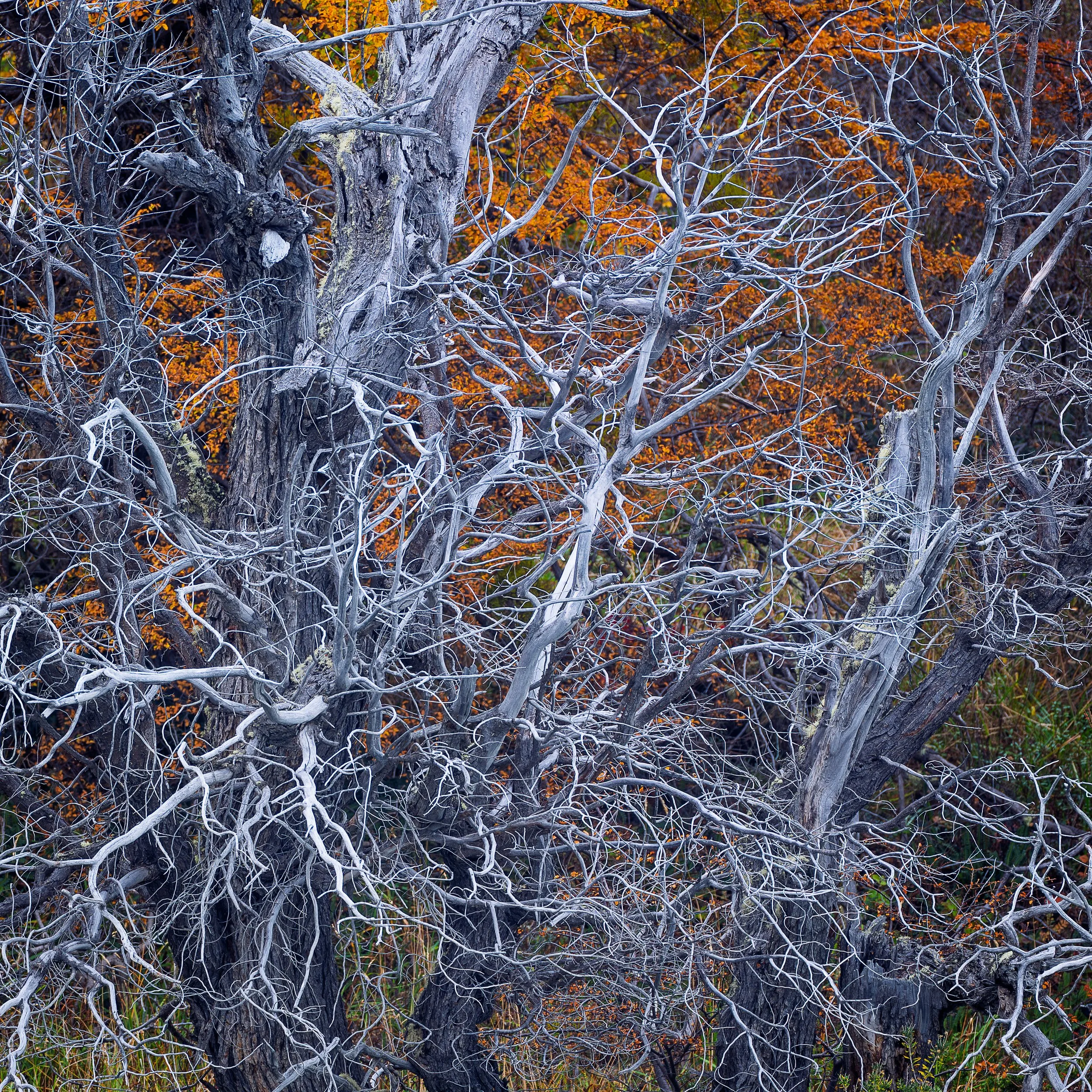Bare tree branches with grayish bark and small orange leaves in the background, indicating late autumn.