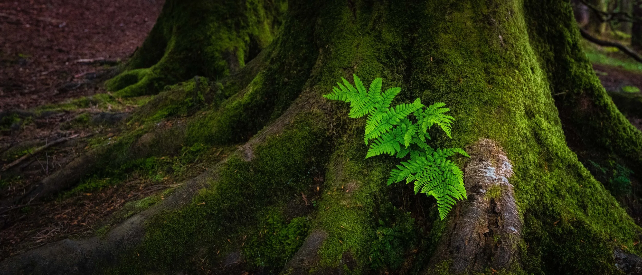 Close-up of moss-covered tree roots with a cluster of green fern leaves growing at the base.