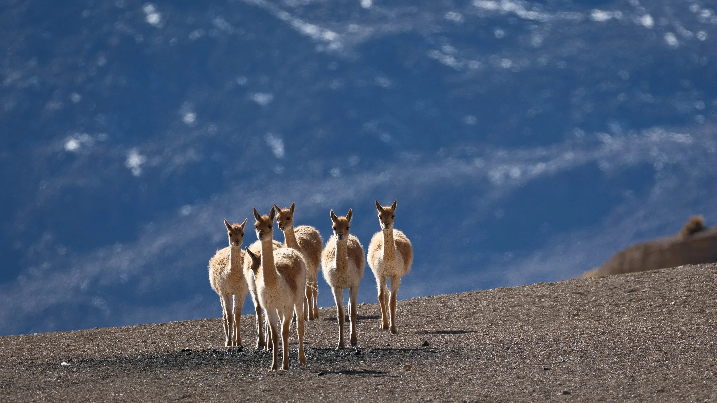 Six llamas standing on a dirt hill with a mountain and partly cloudy sky in the background.
