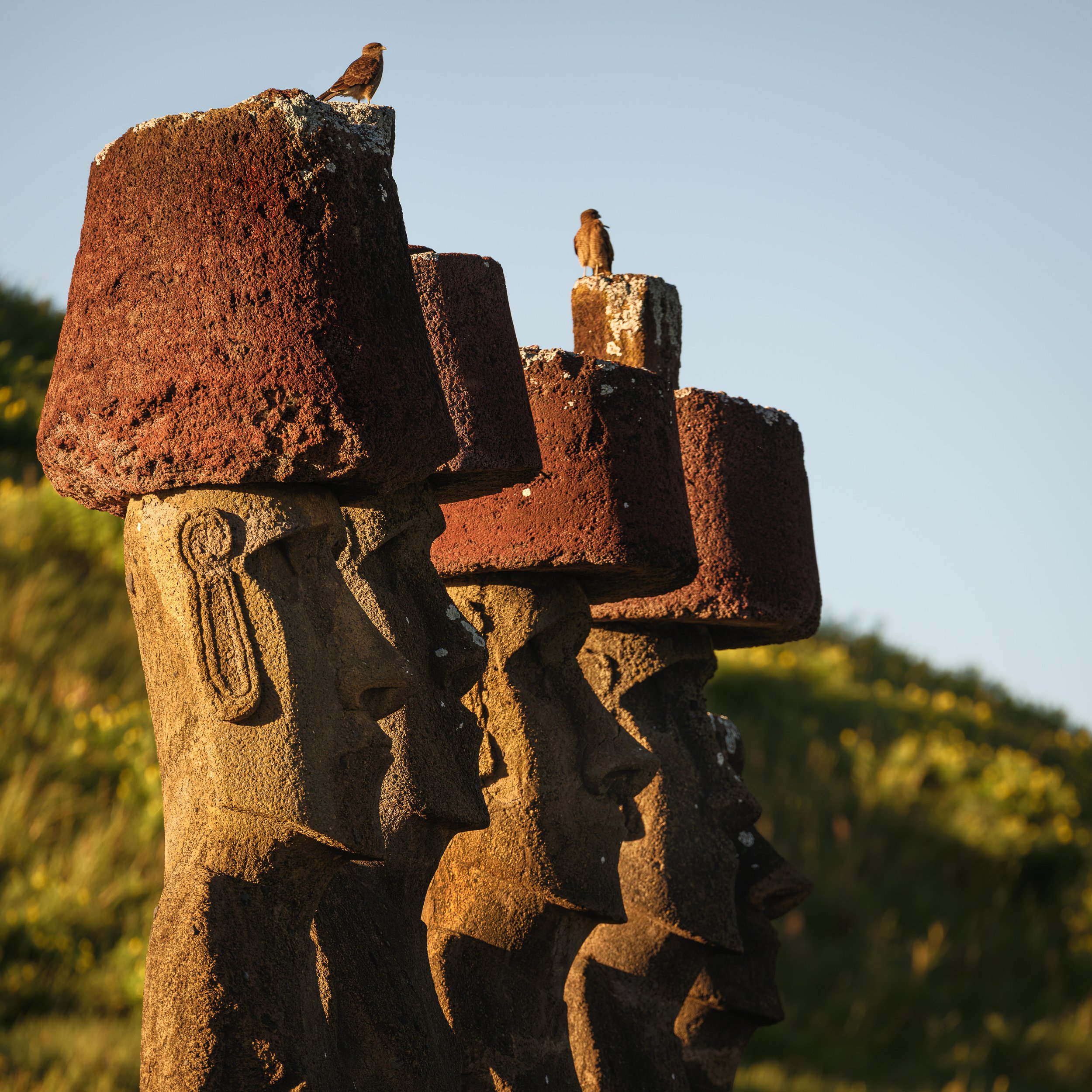 Three carved stone Moai statues with large rectangular hats, a bird perched on the top of the leftmost statue's hat, with a background of a clear sky and green foliage.