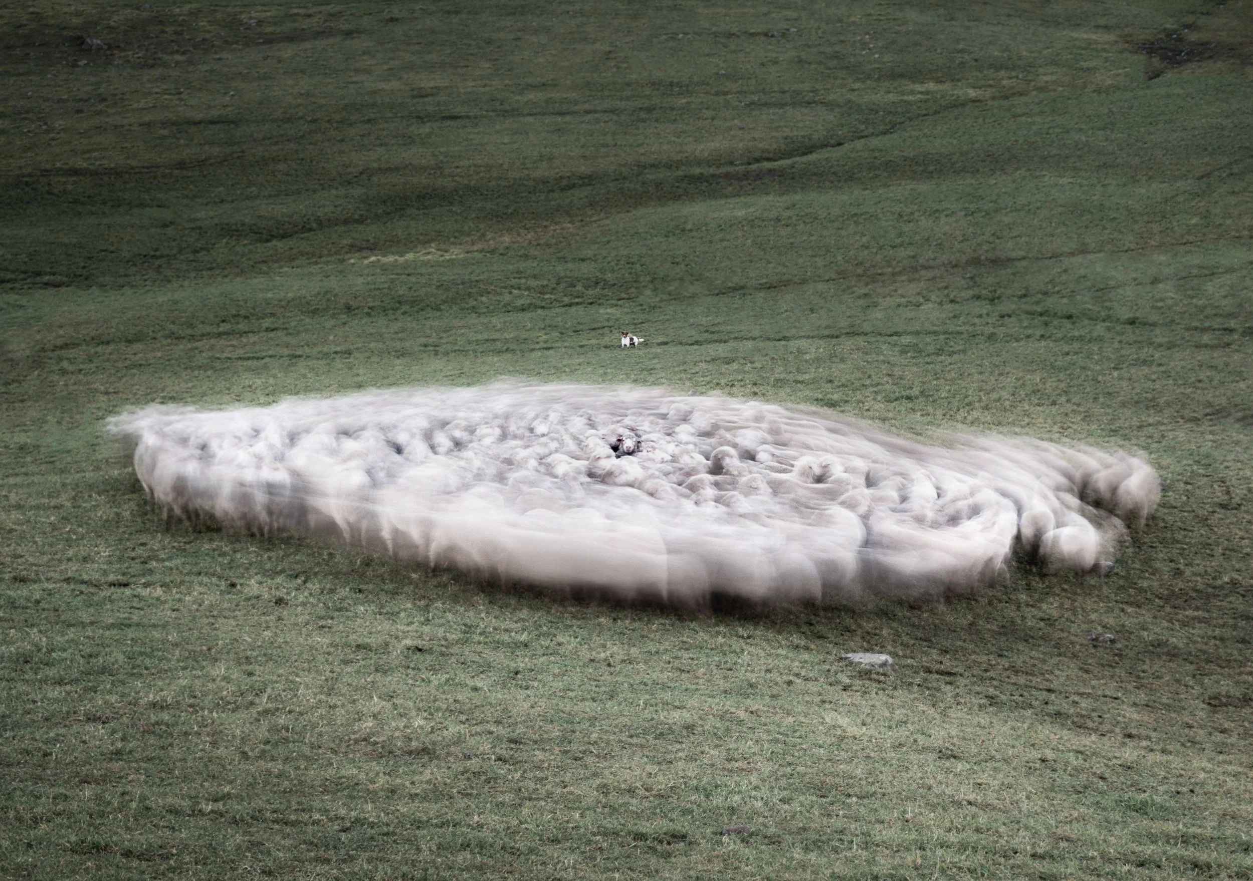 A herd of sheep is captured in motion, forming a whirlpool-like pattern on a grassy field, with a small dog near the herd and another dog in the background.
