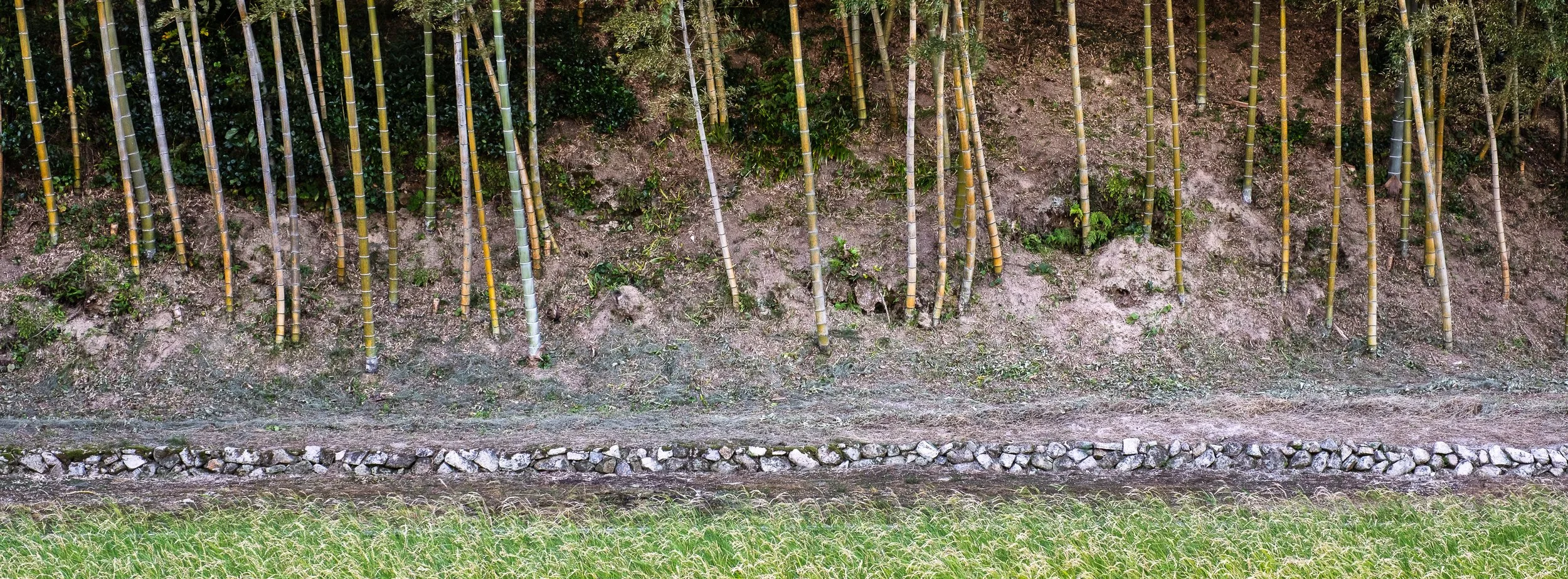 A hillside with bamboo stalks on a slope, a row of rocks at the base, and tall grass in the foreground.