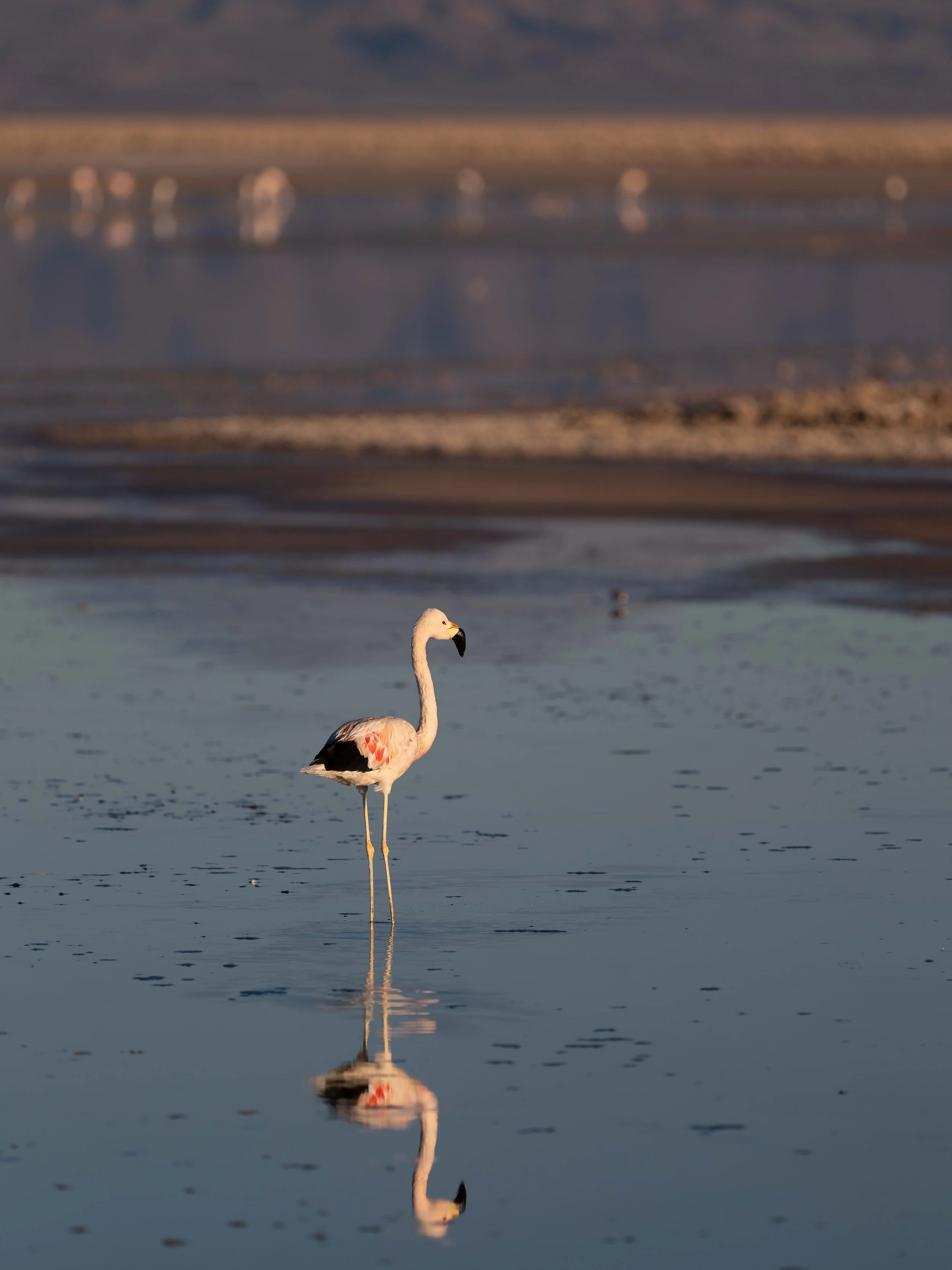 A pink flamingo standing in shallow water with its reflection visible. In the background, there are several white birds on a shoreline, with mountains in the distance under a clear sky.
