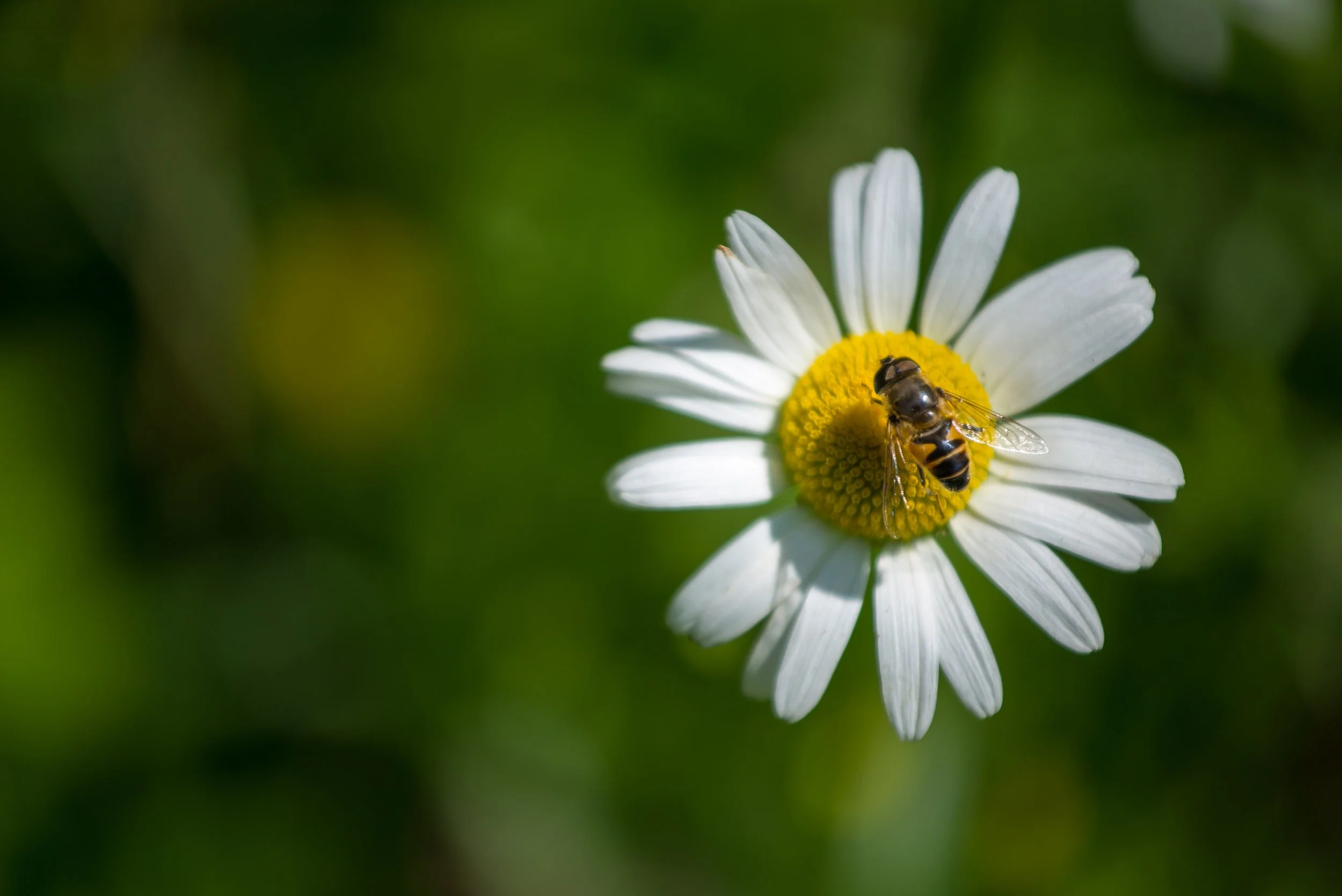 Close-up of a bee on a white daisy flower with a yellow center, green blurred background.