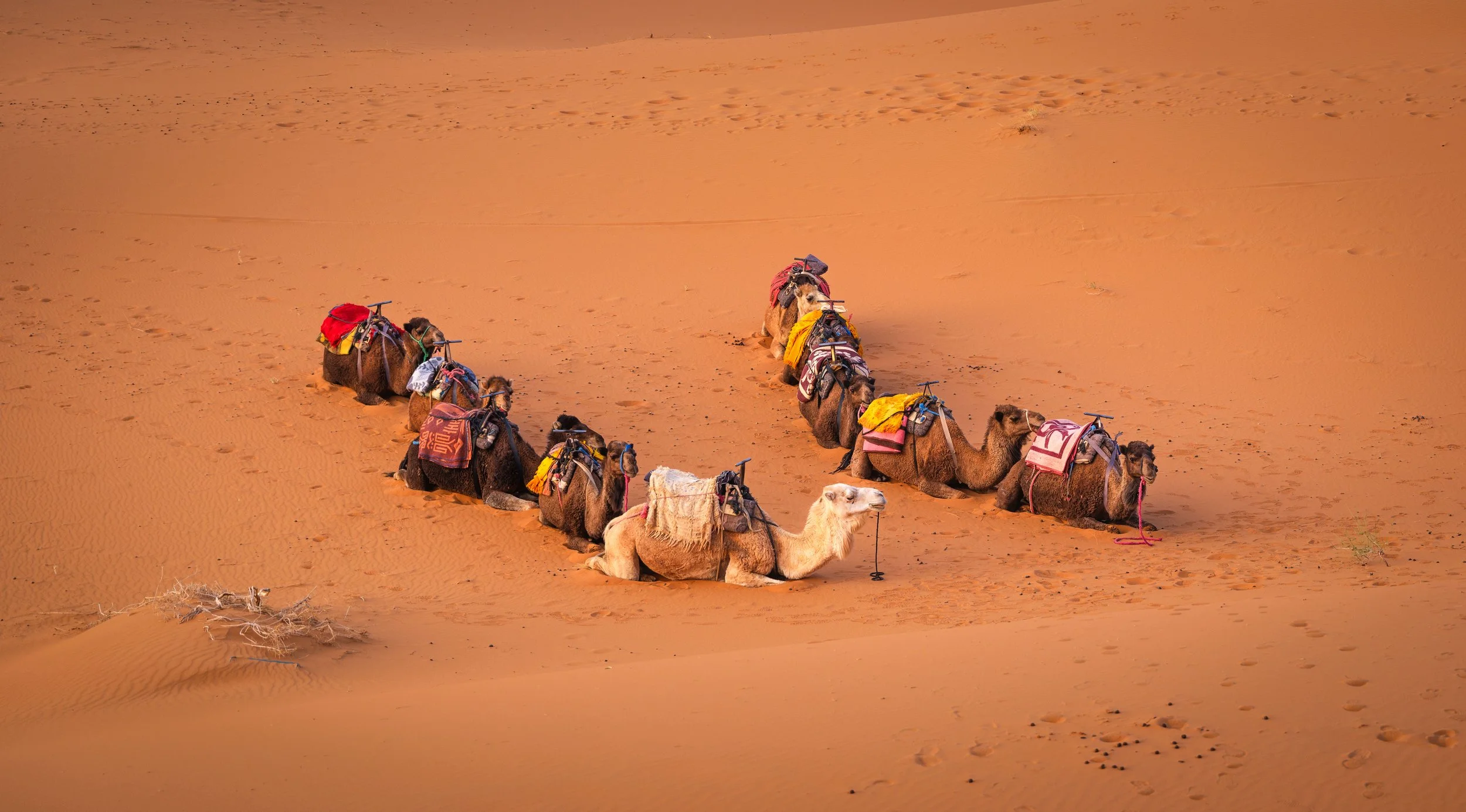 A line of camels resting in a desert sand dune. The camels are loaded with saddles and colorful blankets, with one camel in front having a white coat and a beige saddle with a textured cloth.