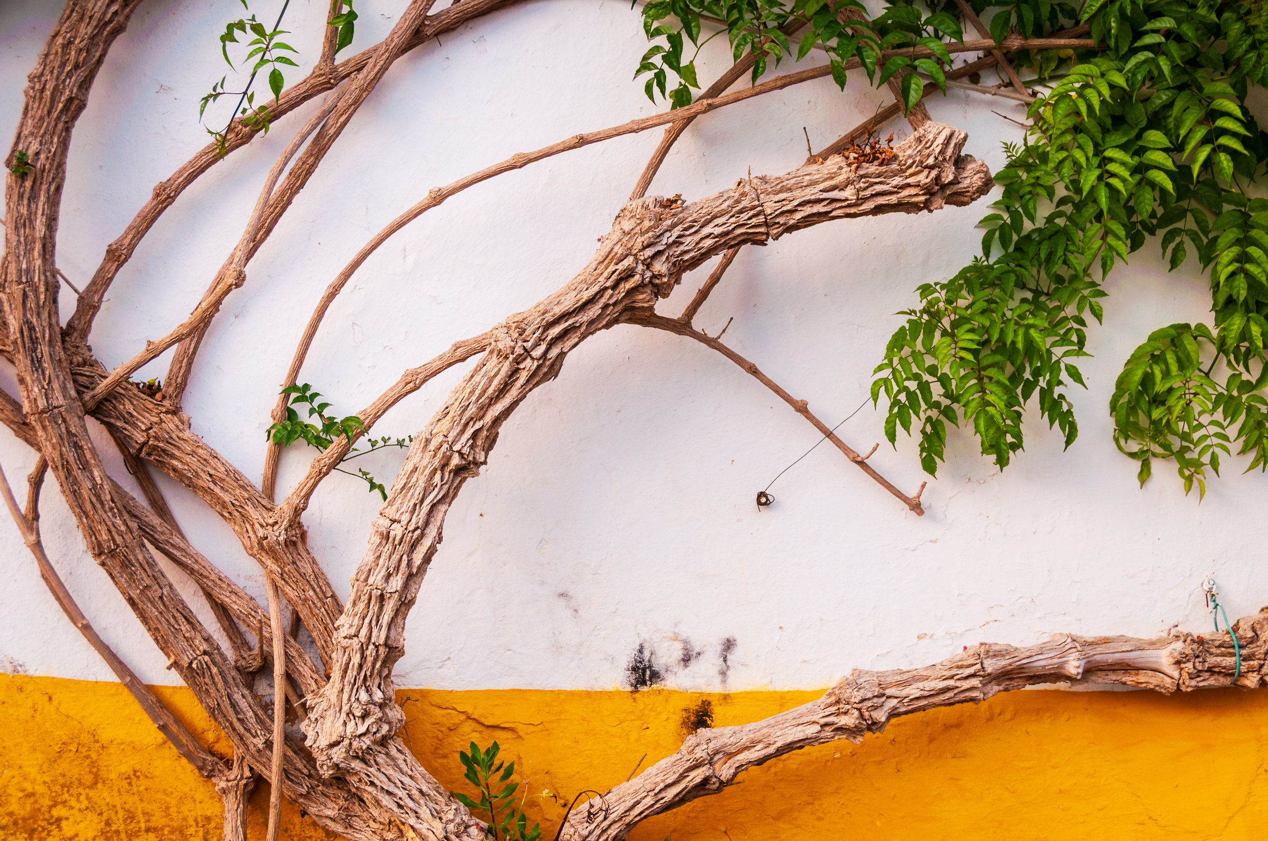 Close-up of a white wall with a yellow base, covered partially by green leafy branches and dry, brown vine-like branches.