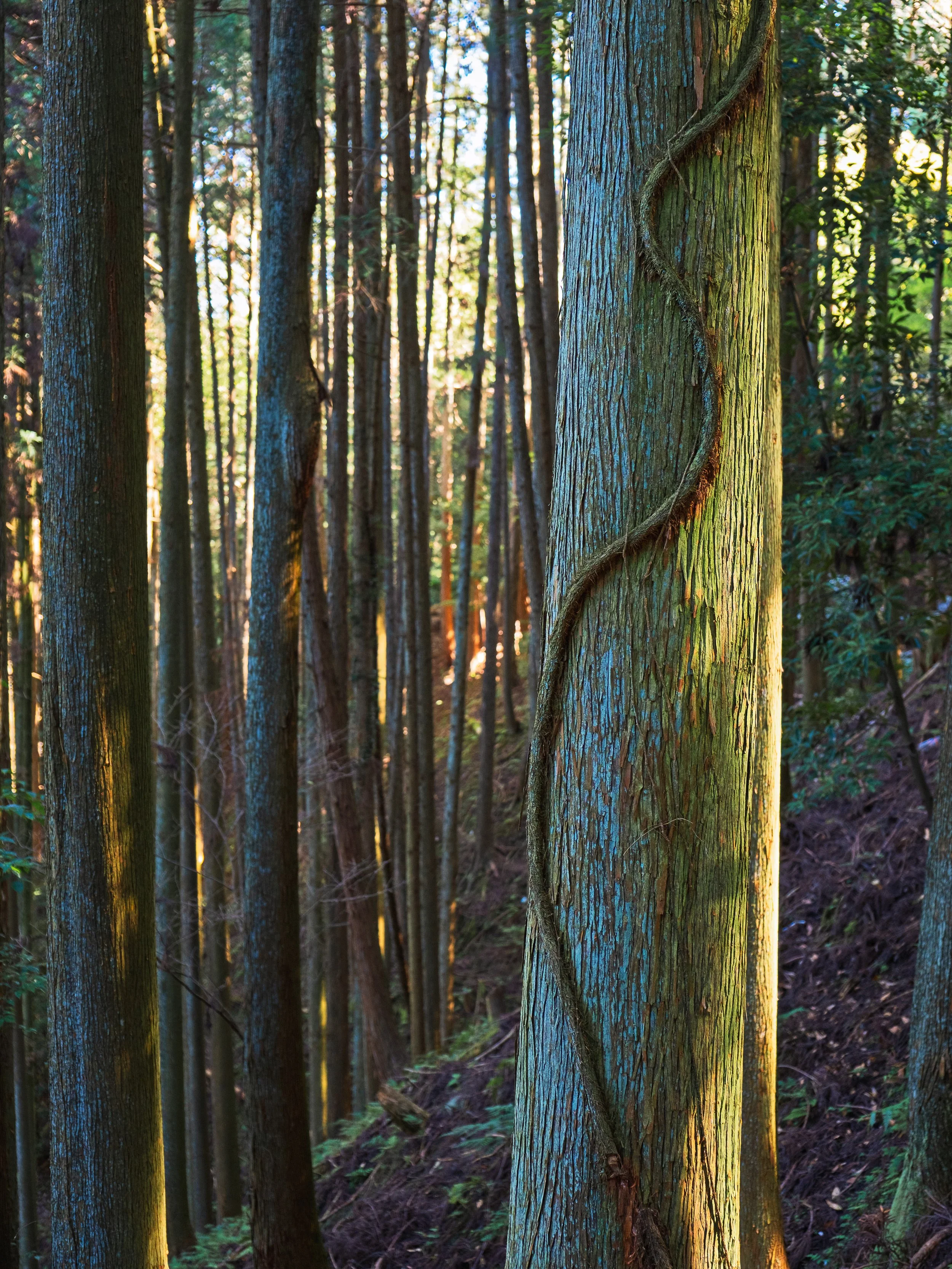 Sunlight filtering through tall, moss-coated trees in a dense forest with a visible dirt path on the right.