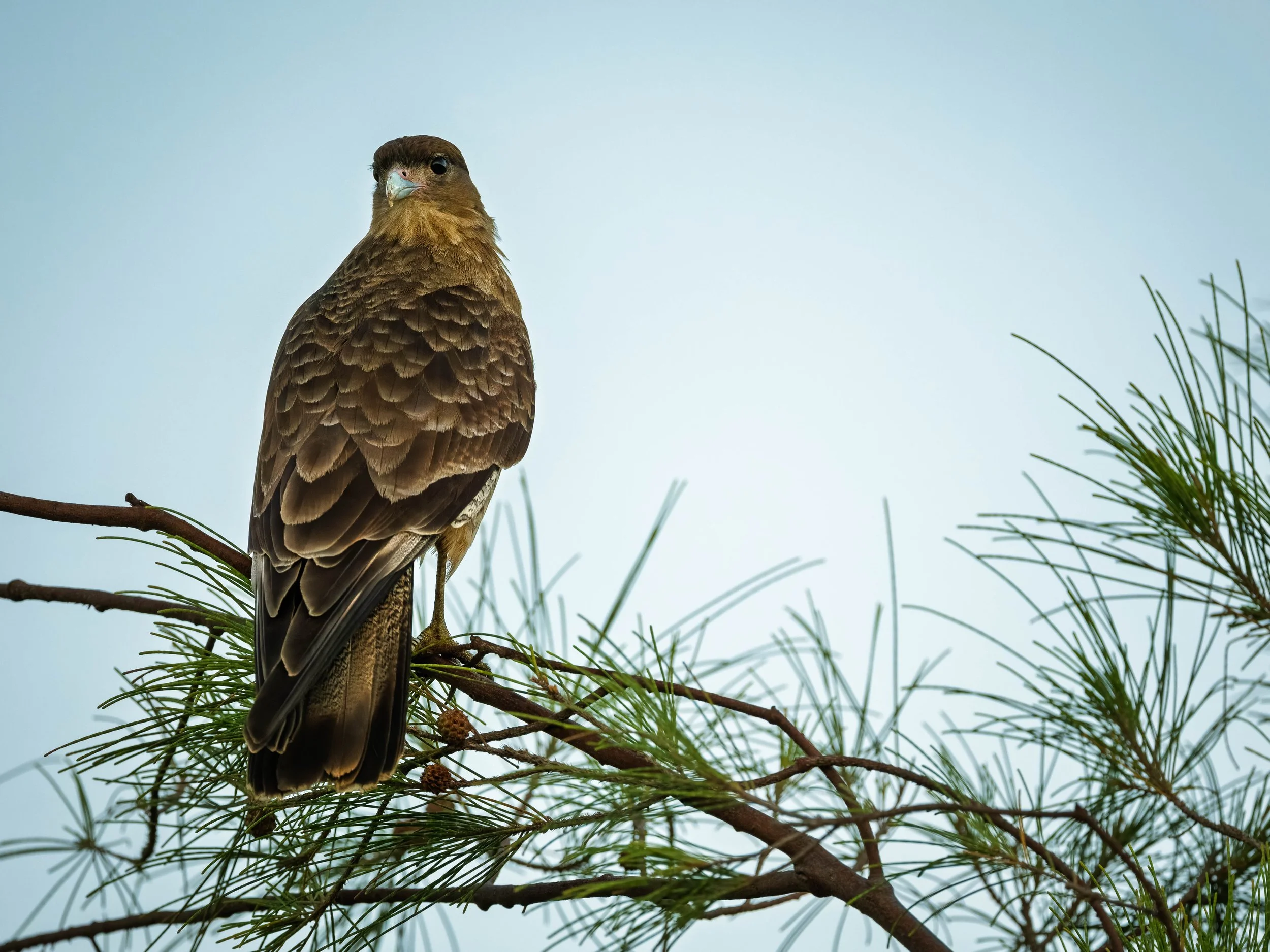 A bird perched on a pine tree branch with green pine needles, against a pale sky background.