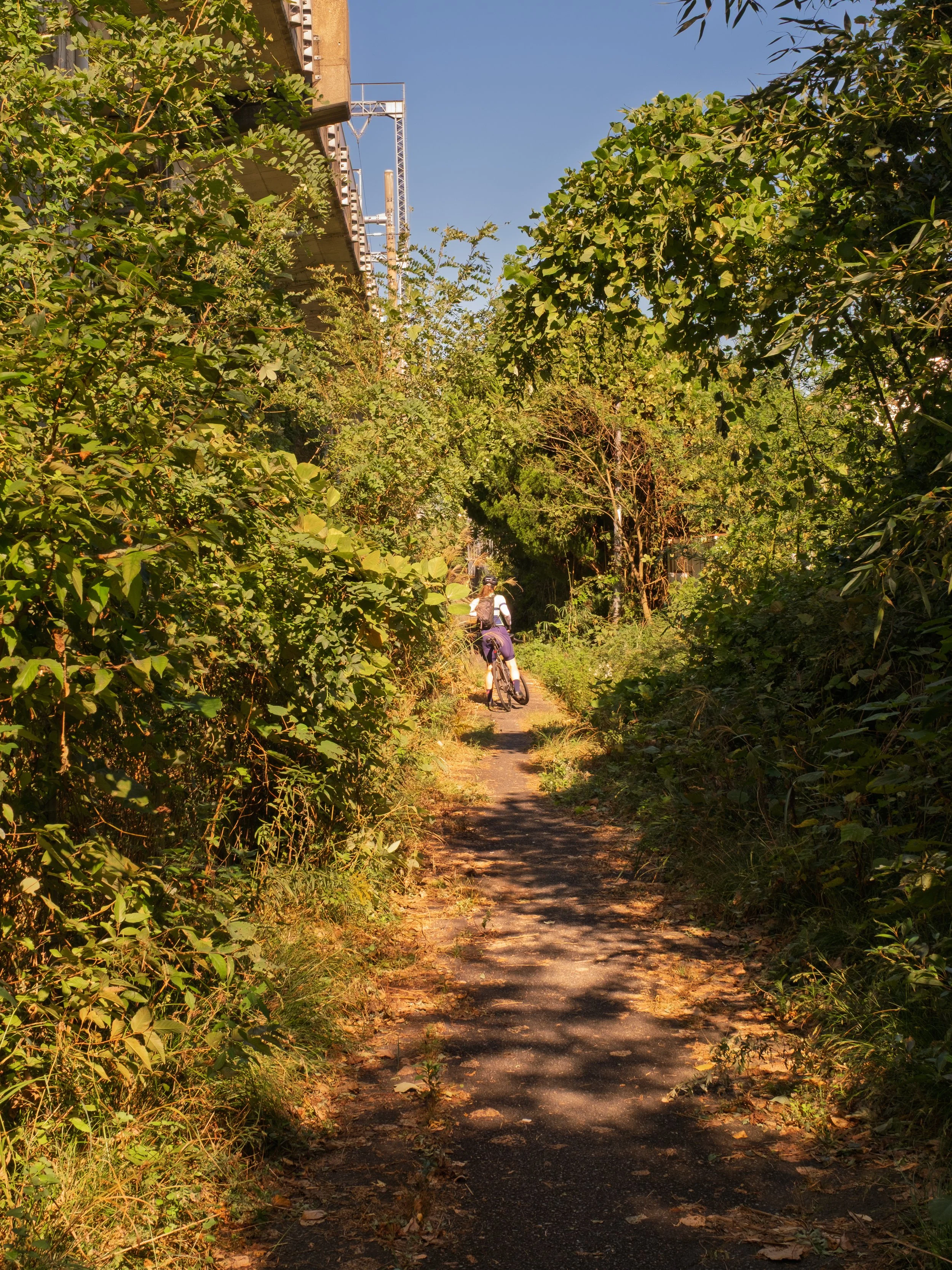 A person riding a bicycle on a narrow, shaded trail surrounded by lush green trees and bushes under a clear blue sky.