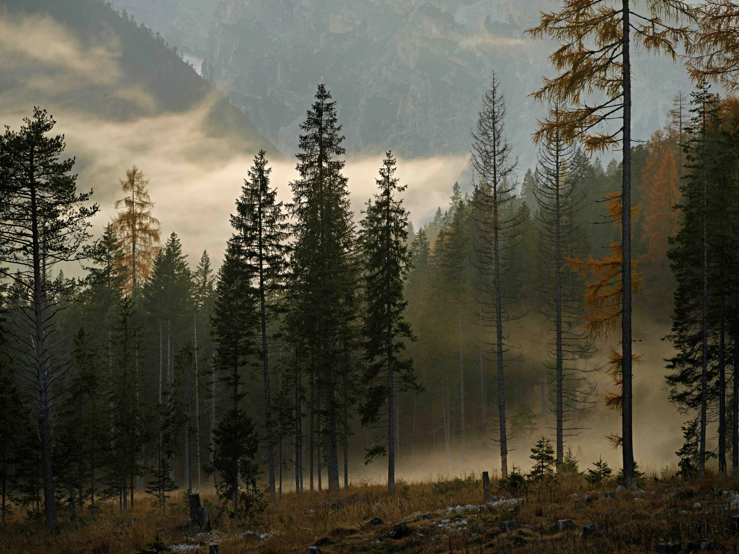 A forest scene with tall pine trees, mist rising from the ground, and mountains in the background under a cloudy sky.