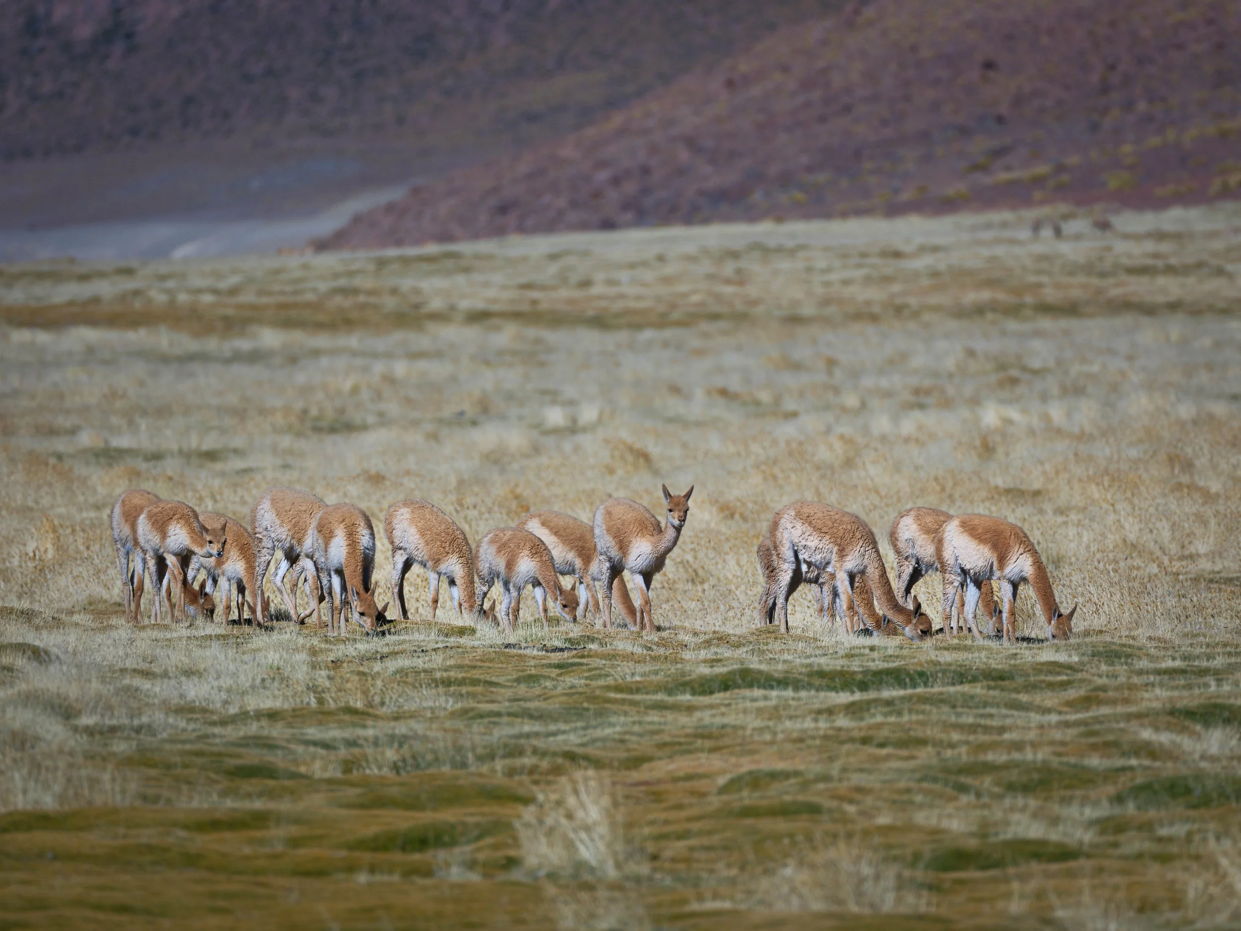 Group of guanacos grazing on grassland in a mountainous landscape.