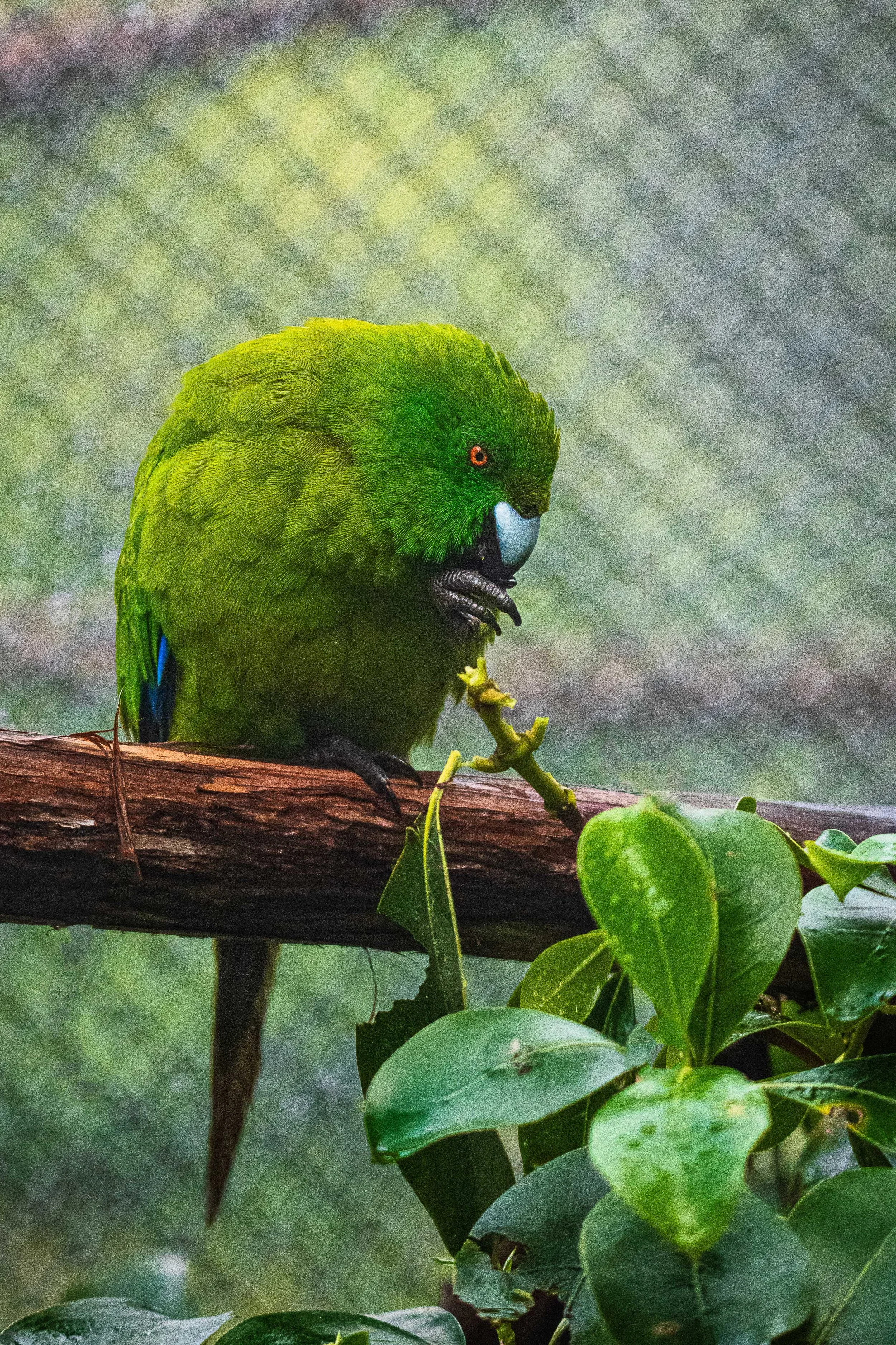 A green parrot with a blue beak and red eyes perched on a branch, surrounded by green leaves.