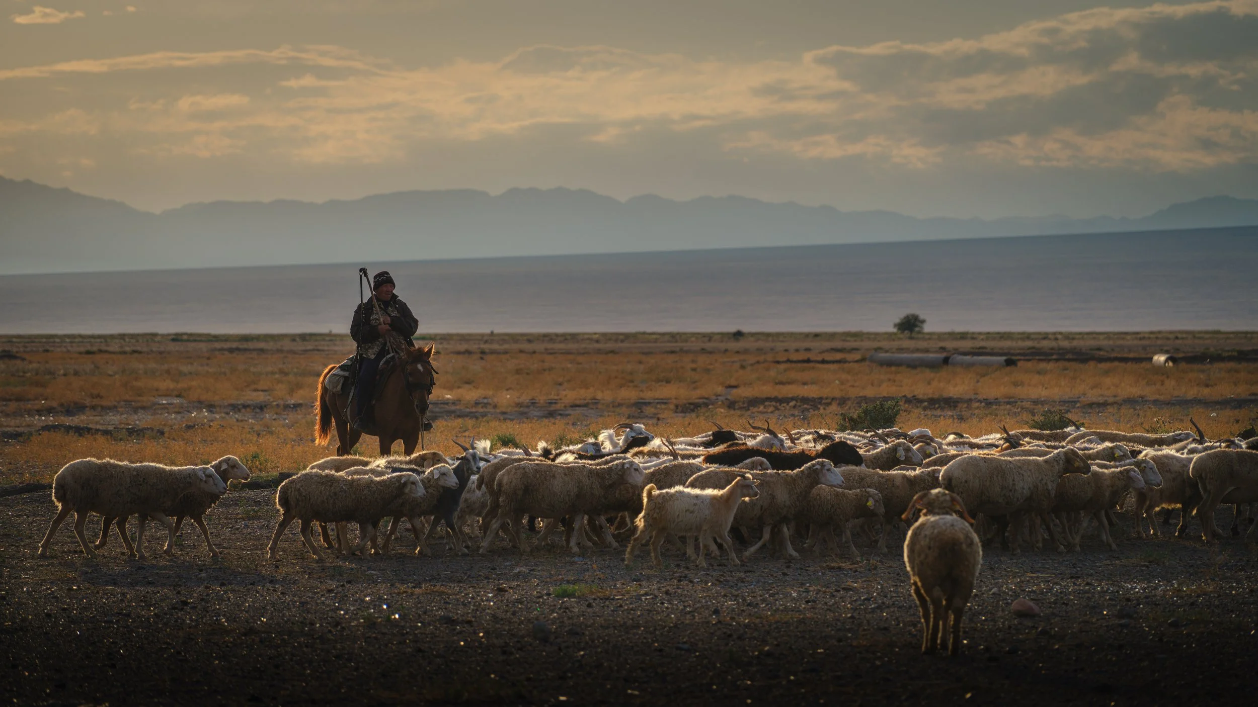 A person on horseback herding a flock of sheep across a flat, open landscape during sunset.