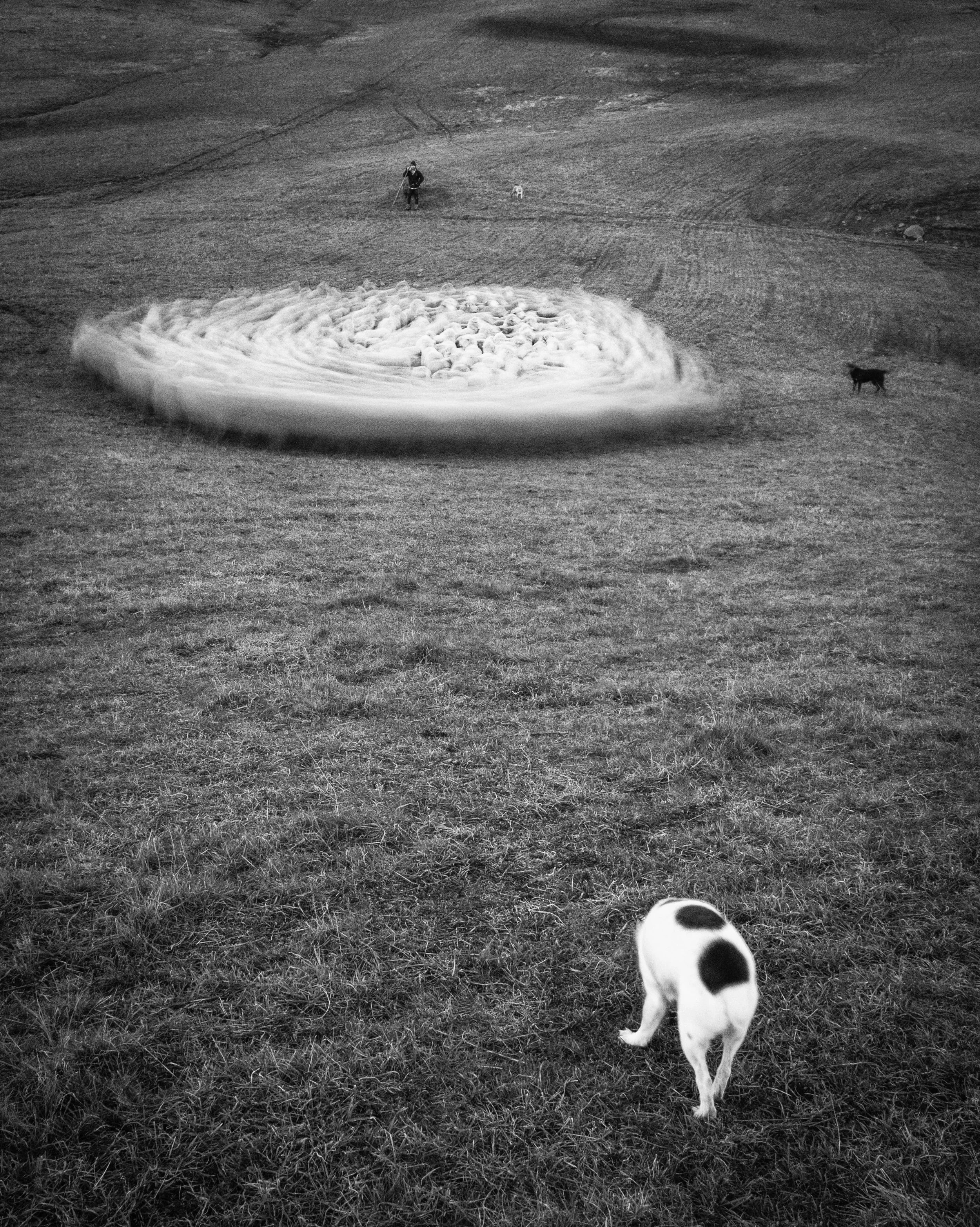 A black and white photo of a field with a person and dogs. One dog is in the foreground with its back to the camera. In the background, a person and a small dog are near a large, spinning object creating a circular motion blur.