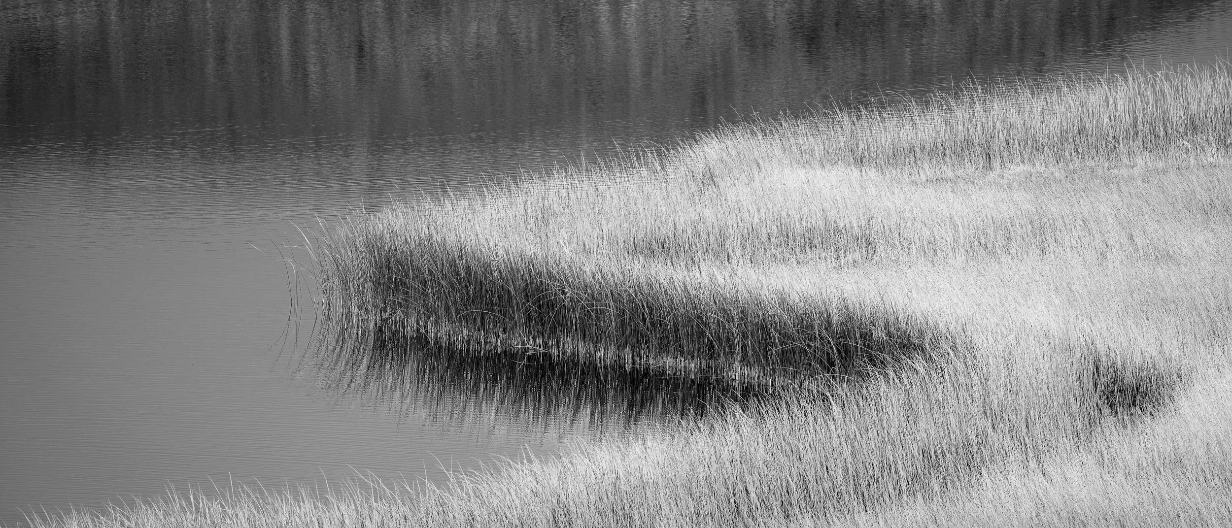 Black and white photo of a marsh with tall grasses and water