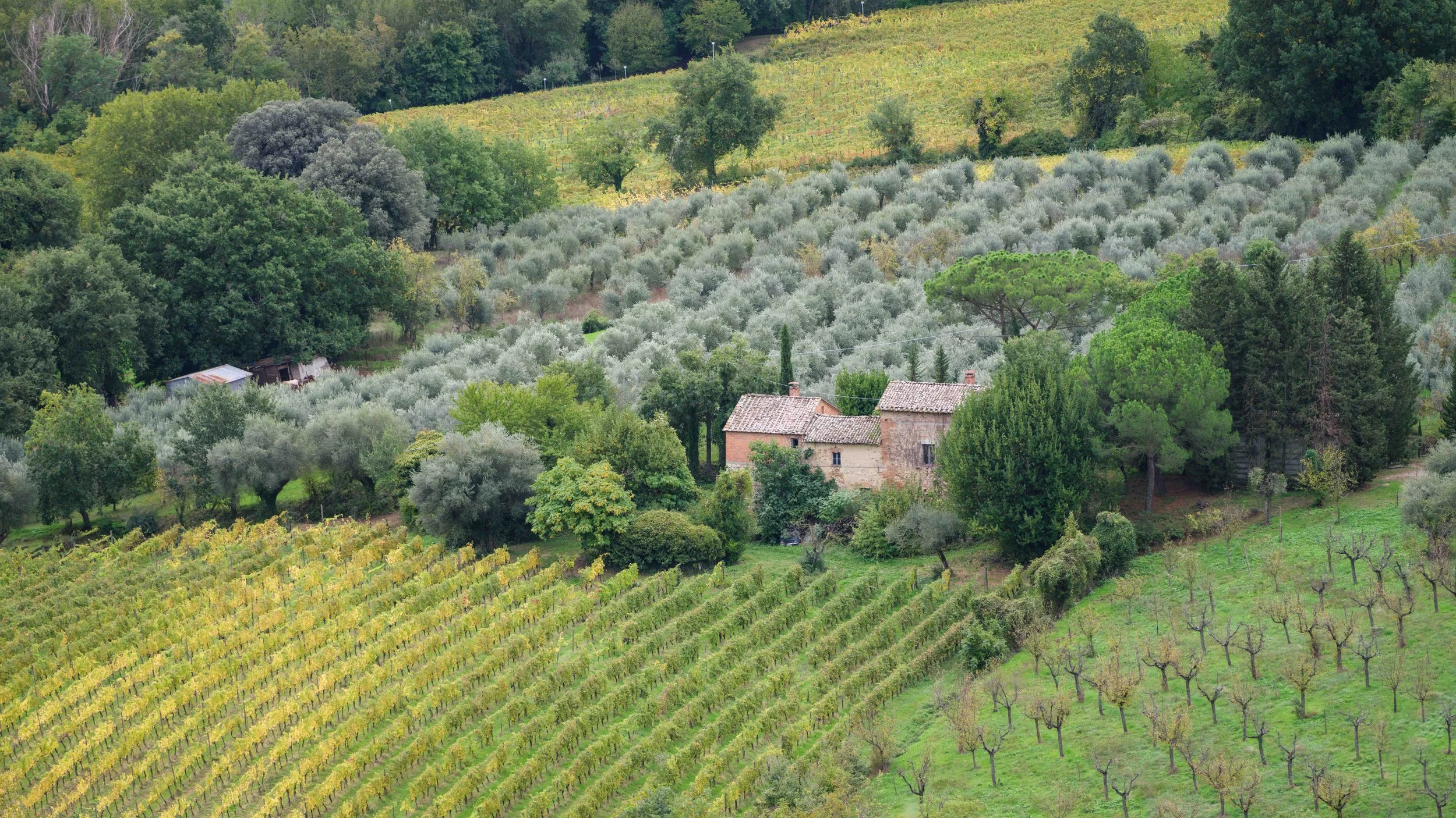 Landscape of a green countryside with vineyards, lush trees, and a stone house surrounded by greenery.