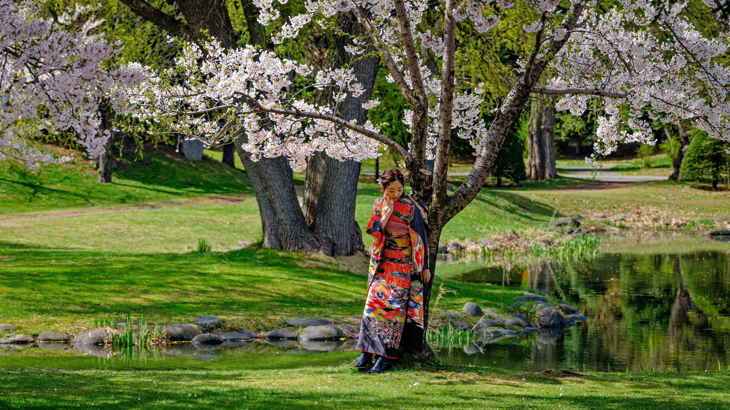 A woman in a colorful kimono standing under a cherry blossom tree by a pond in a lush park.