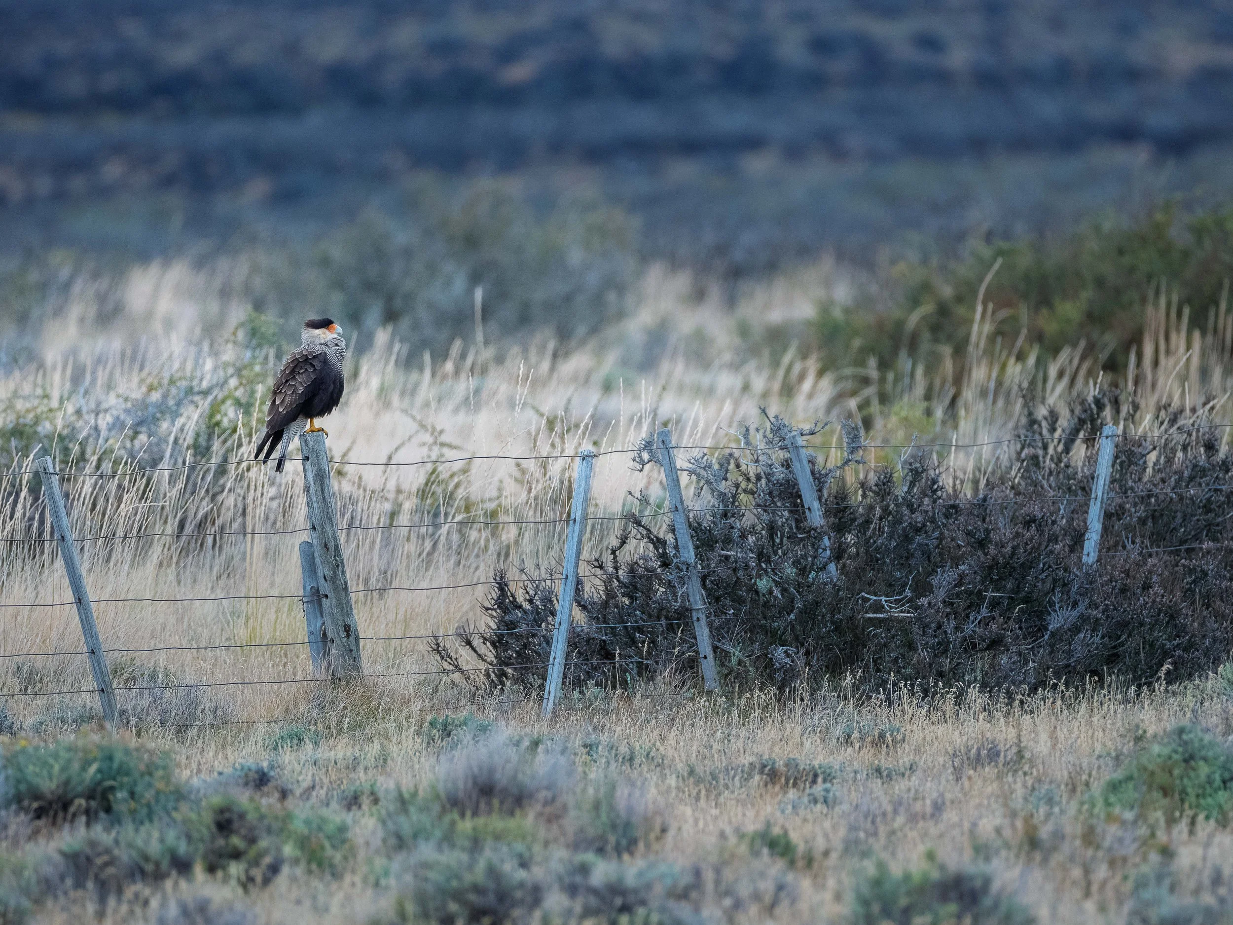 A bird perched on a fence post in a grassy, rural landscape with a barbed wire fence and distant hills.