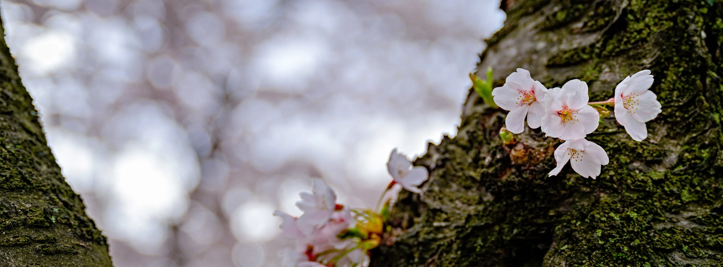 Close-up of white cherry blossoms blooming on a tree trunk with blurred background.