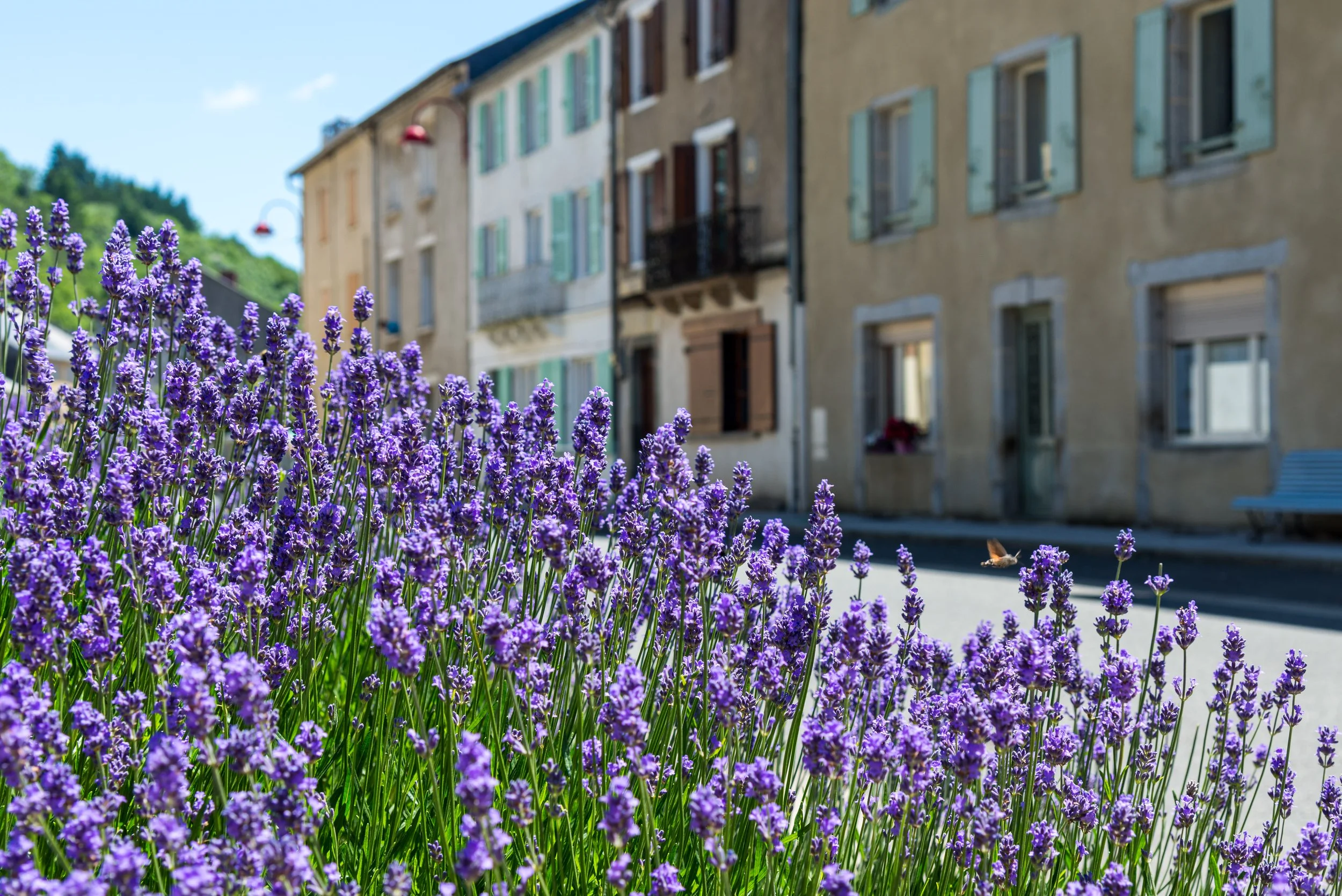 Purple lavender flowers growing along a street with old buildings in the background on a sunny day.