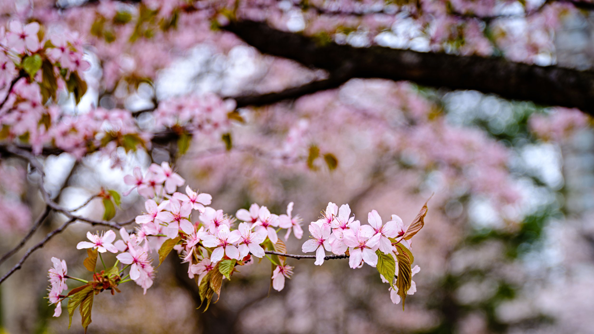 Close-up of pink cherry blossoms on a tree branch with blurred background of additional blossoms and greenery.