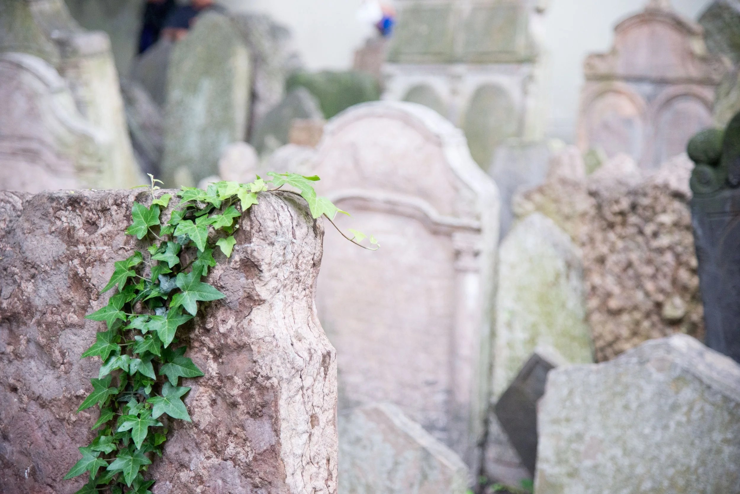 Close-up of an old stone grave marker overgrown with green ivy in a cemetery.
