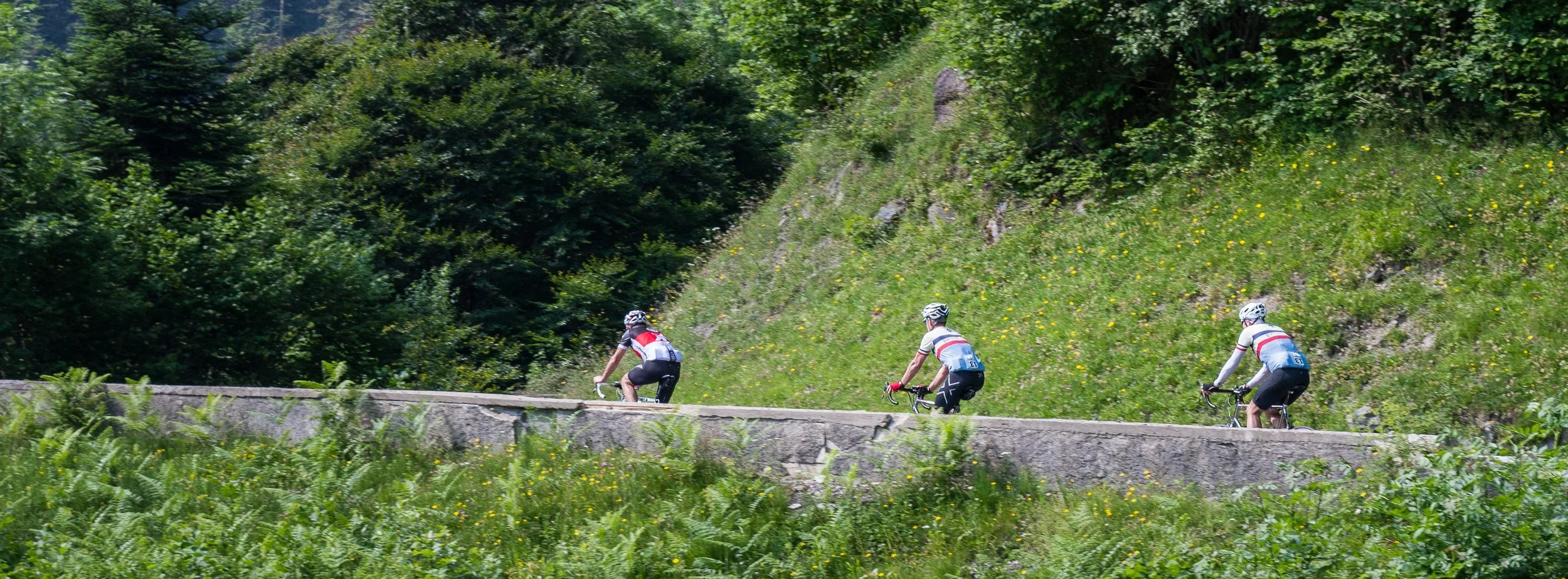 Three cyclists riding on a road through a lush, green forested area with a hillside