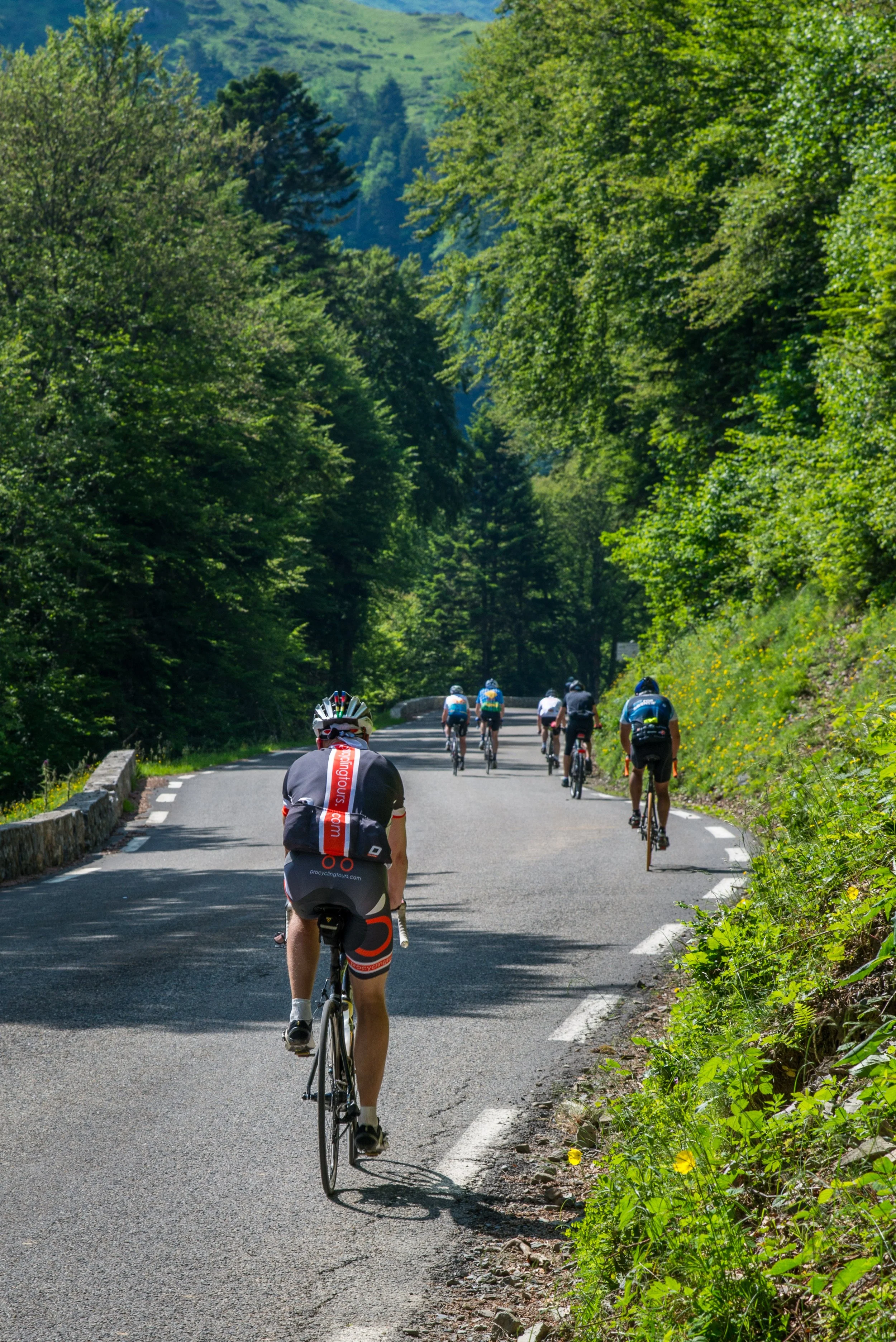 Cyclists riding on a mountain road surrounded by lush green trees on a sunny day.