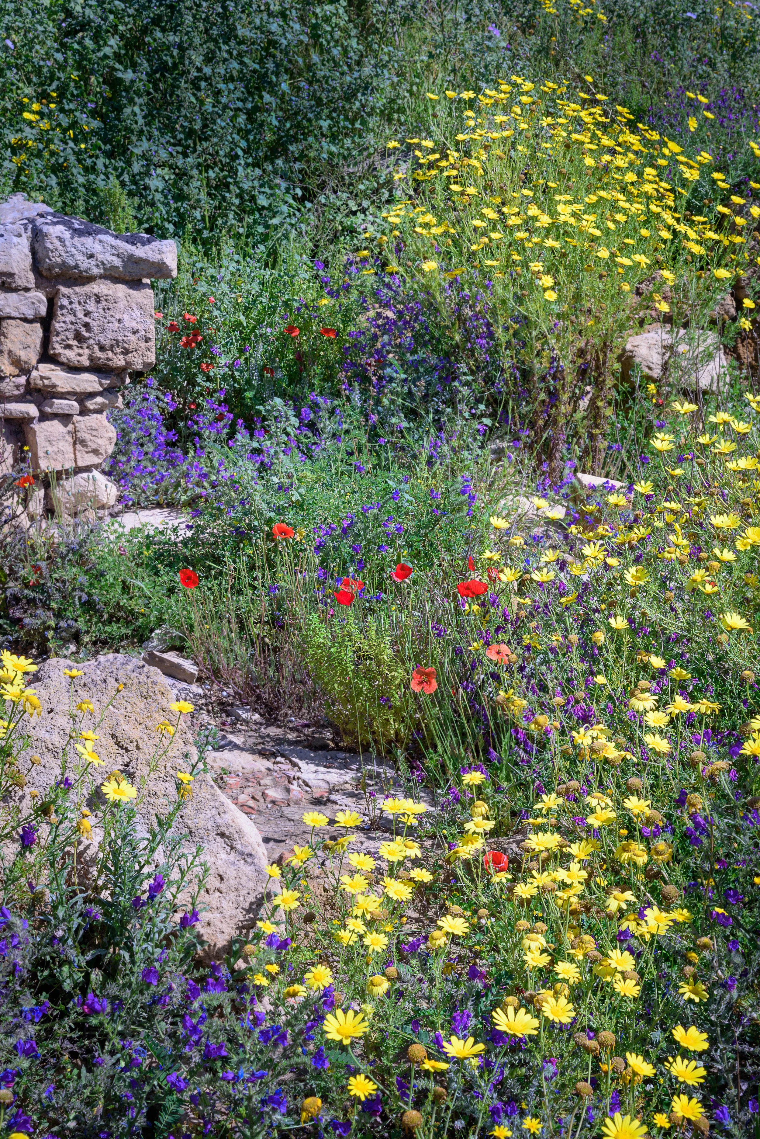 A garden with colorful flowers, including yellow, purple, and red blossoms, and a stone wall on the left.