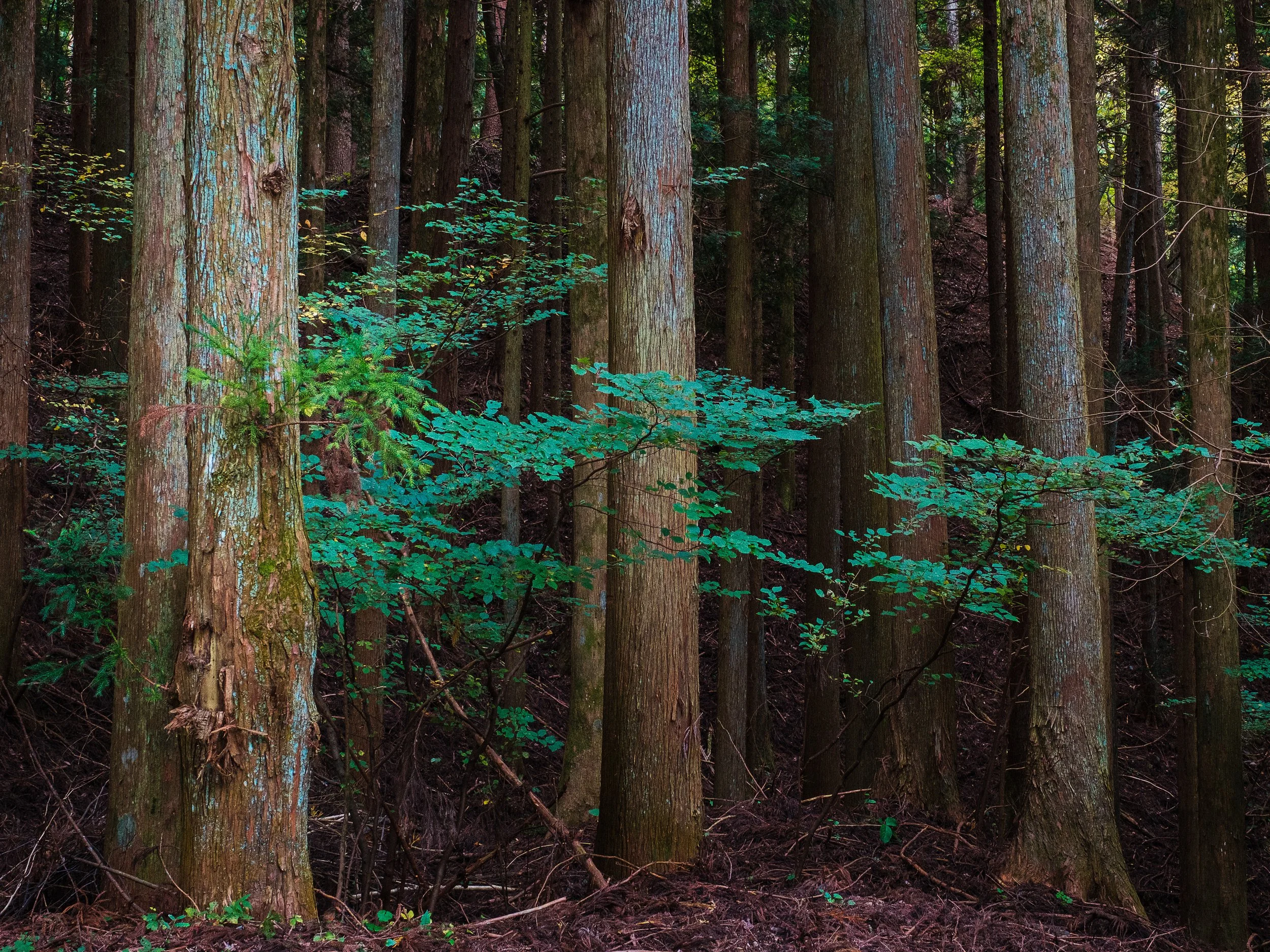 Dense forest scene with tall trees and green foliage.