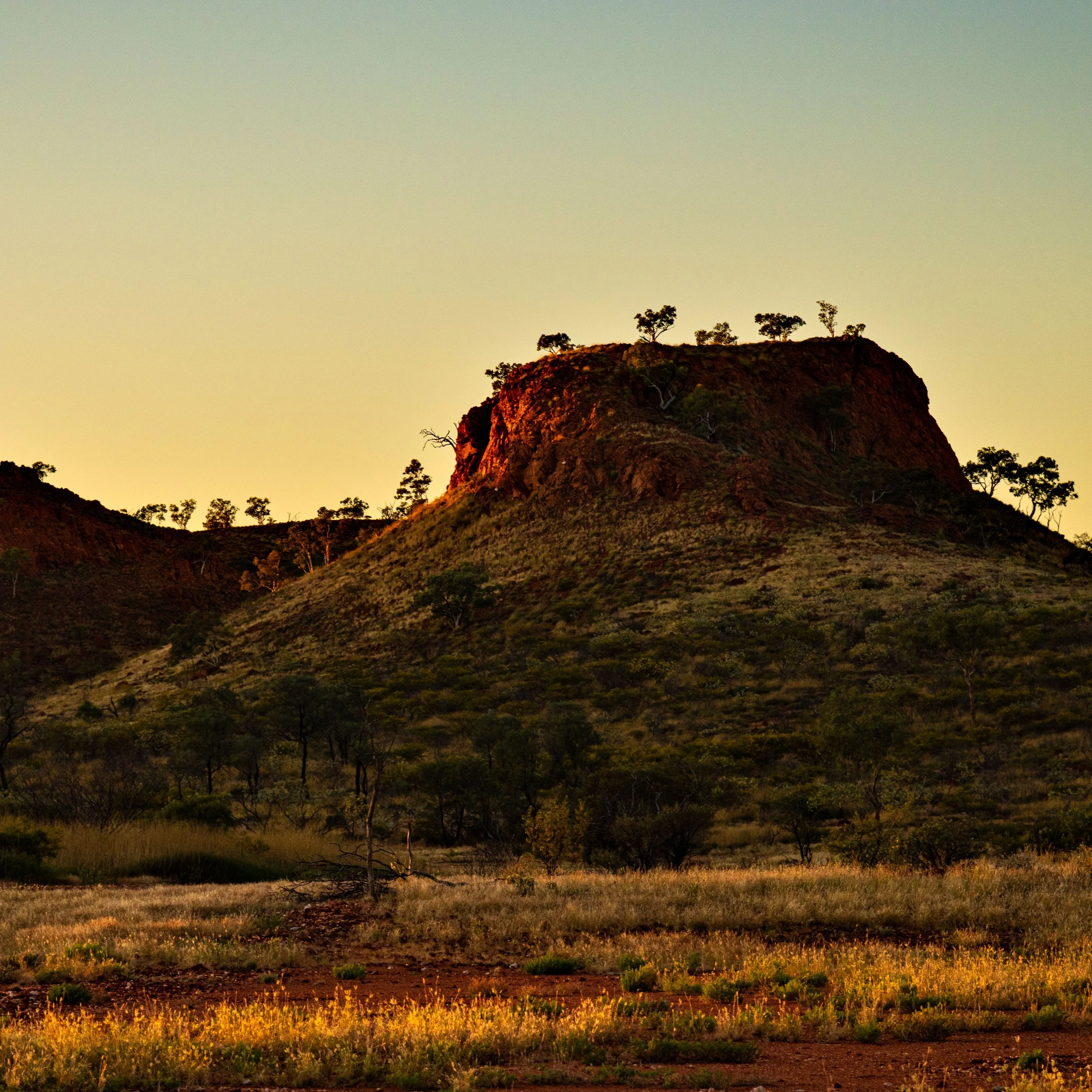 A large hillside with sparse trees at sunrise or sunset, highlighting reddish and green hues, and a clear sky.