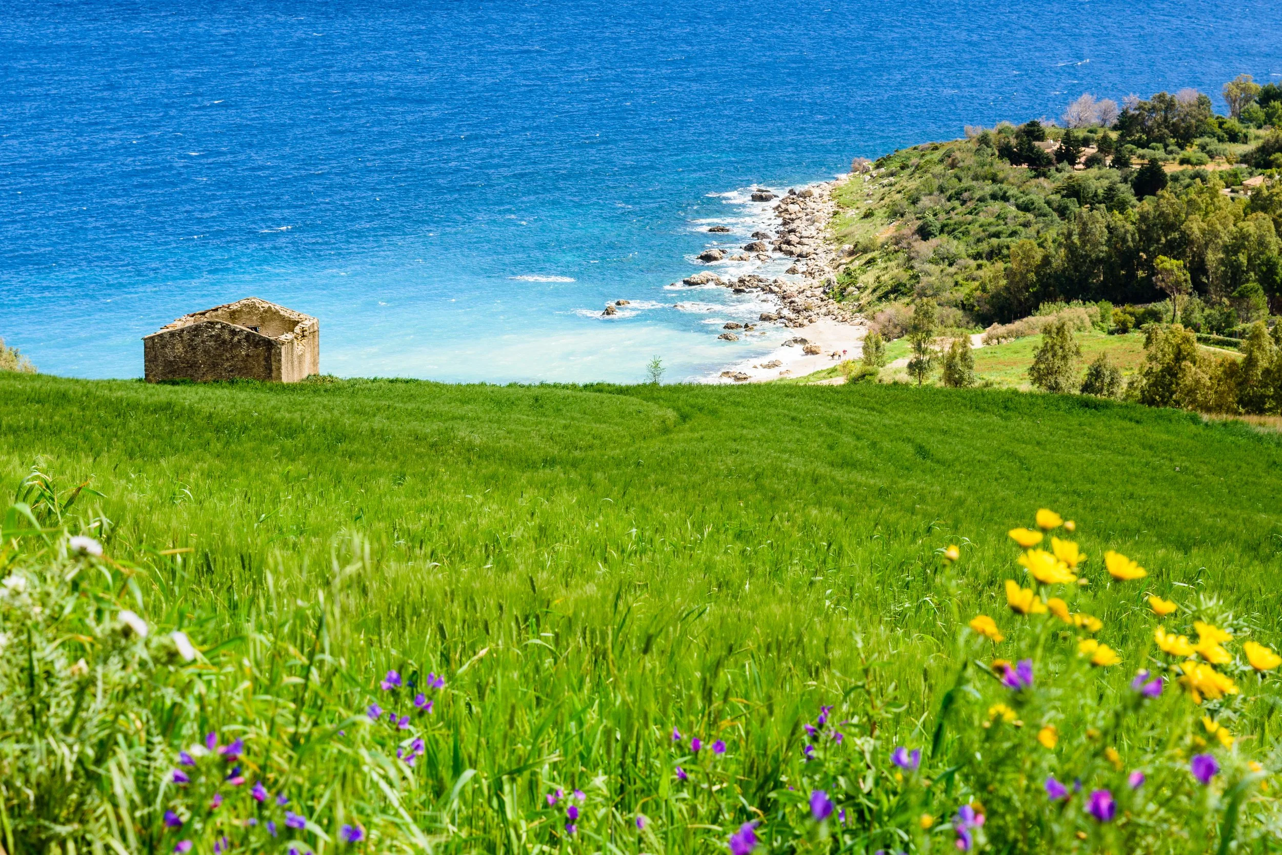 A scenic view of a grassy hillside overlooking a blue ocean, with a small stone building, colorful wildflowers, and a forested coastline.