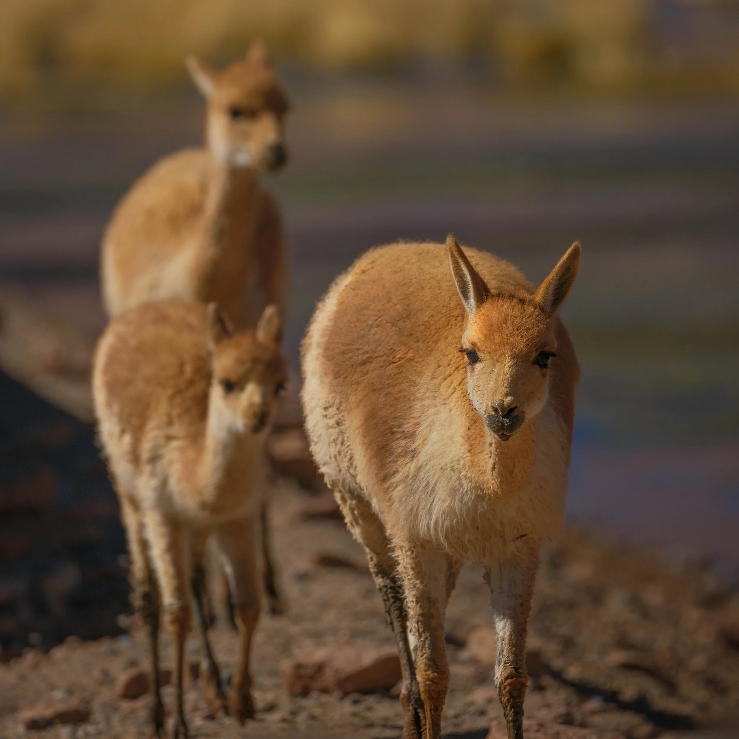 landscape and travel photos by Brisbane photographer Ralph McConaghy |