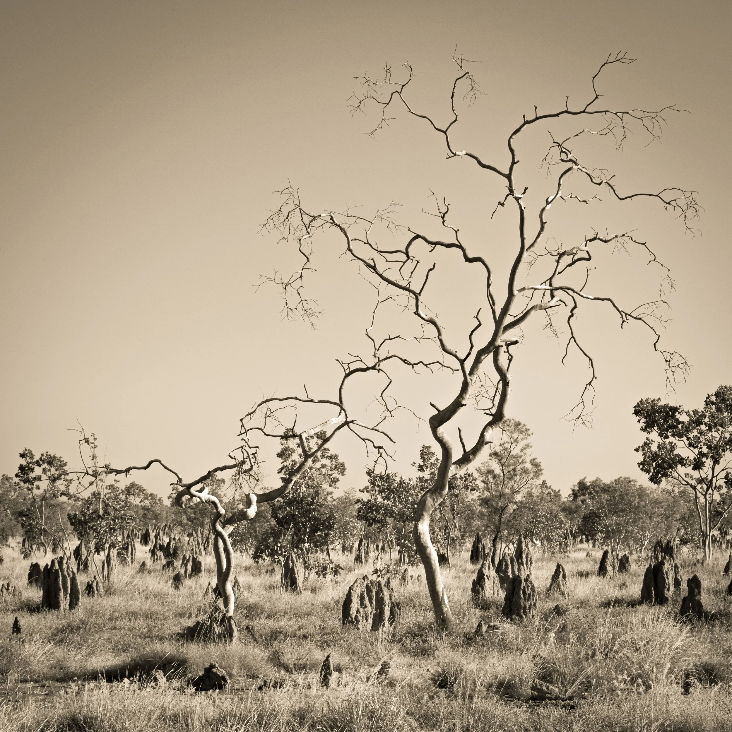 A leafless, twisted tree stands in a grassy field with termite mounds, with other trees in the background, in a savannah landscape, presented in black and white.