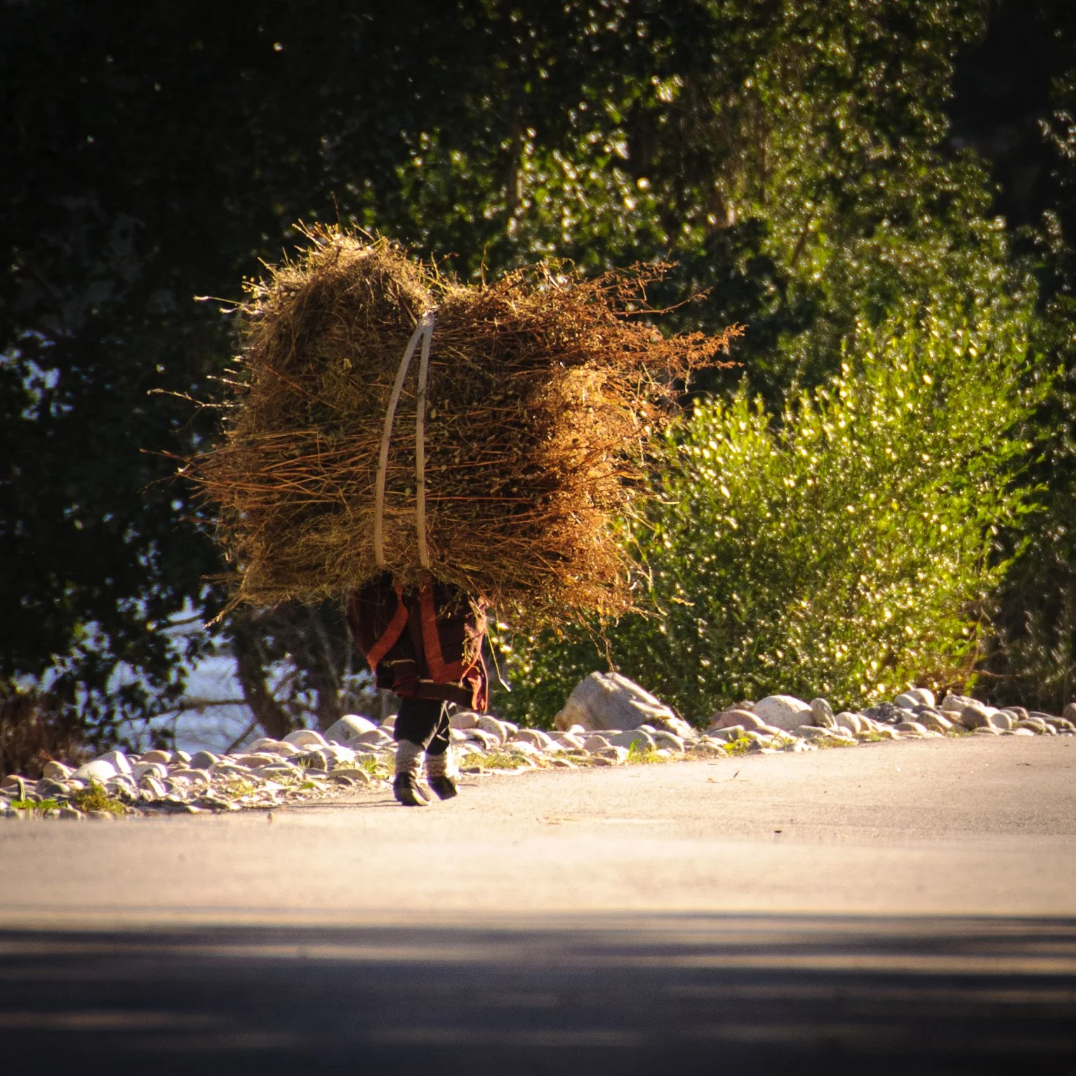 A person carrying a large bundle of tree branches on their back while walking on a paved path surrounded by greenery.