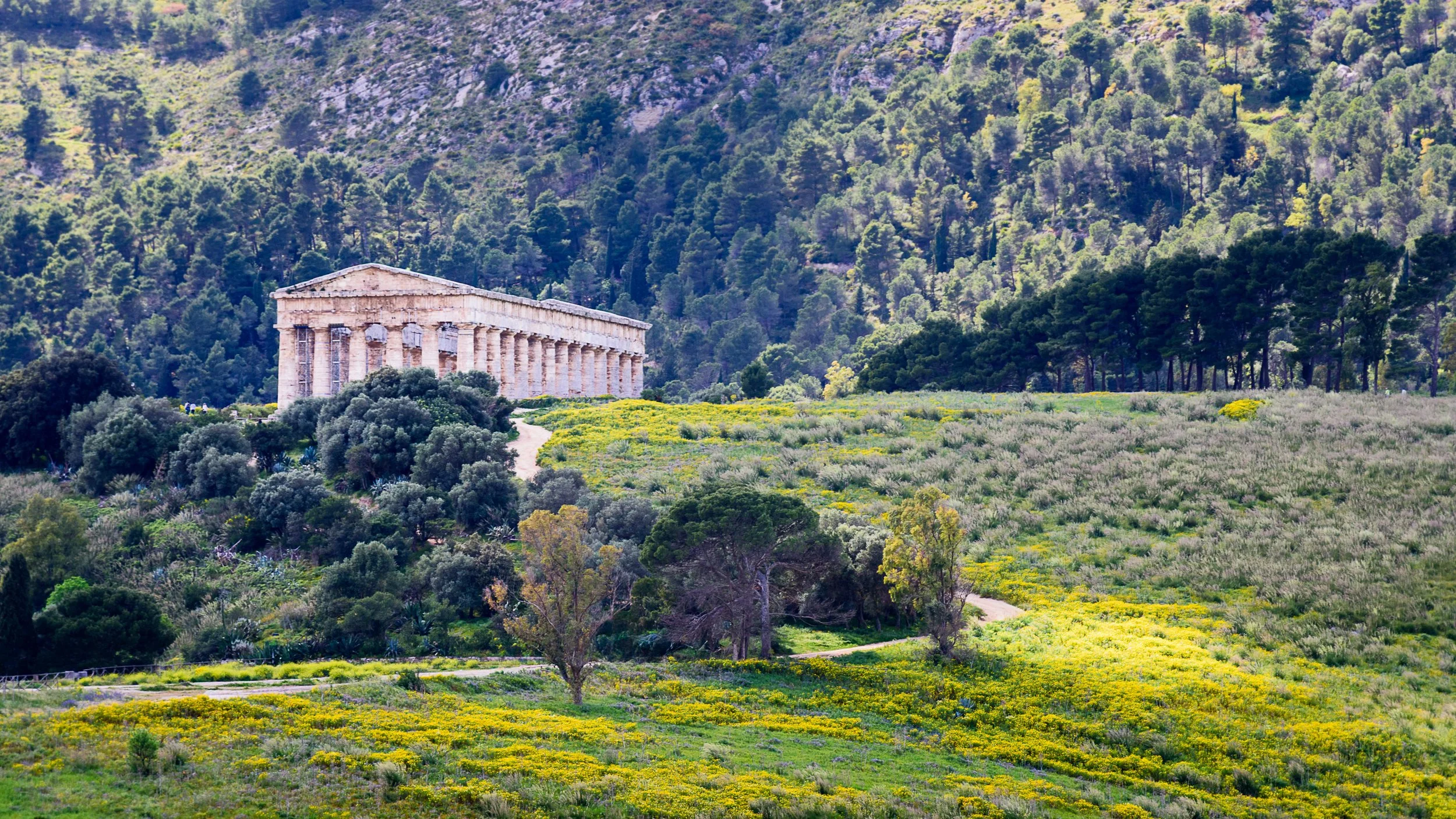 Ancient Greek temple on a hillside surrounded by lush green trees and yellow wildflowers.