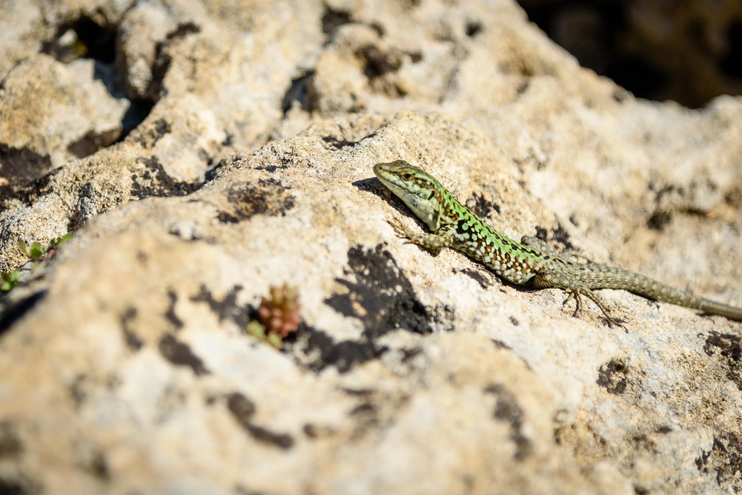 A green and black patterned lizard resting on a rocky surface in a desert environment.