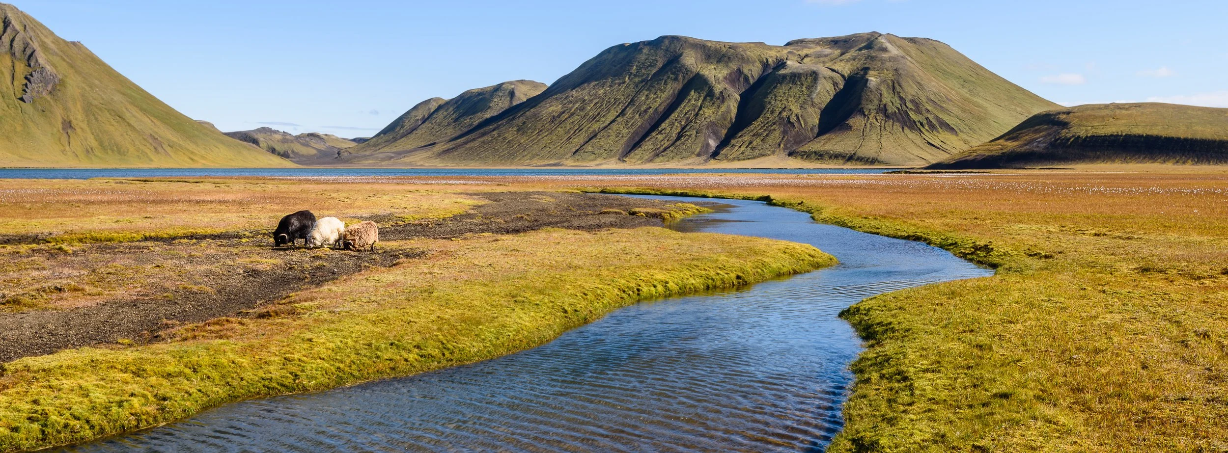 A landscape with green mountains, a river flowing through a grassy plain, and three sheep grazing near the water.