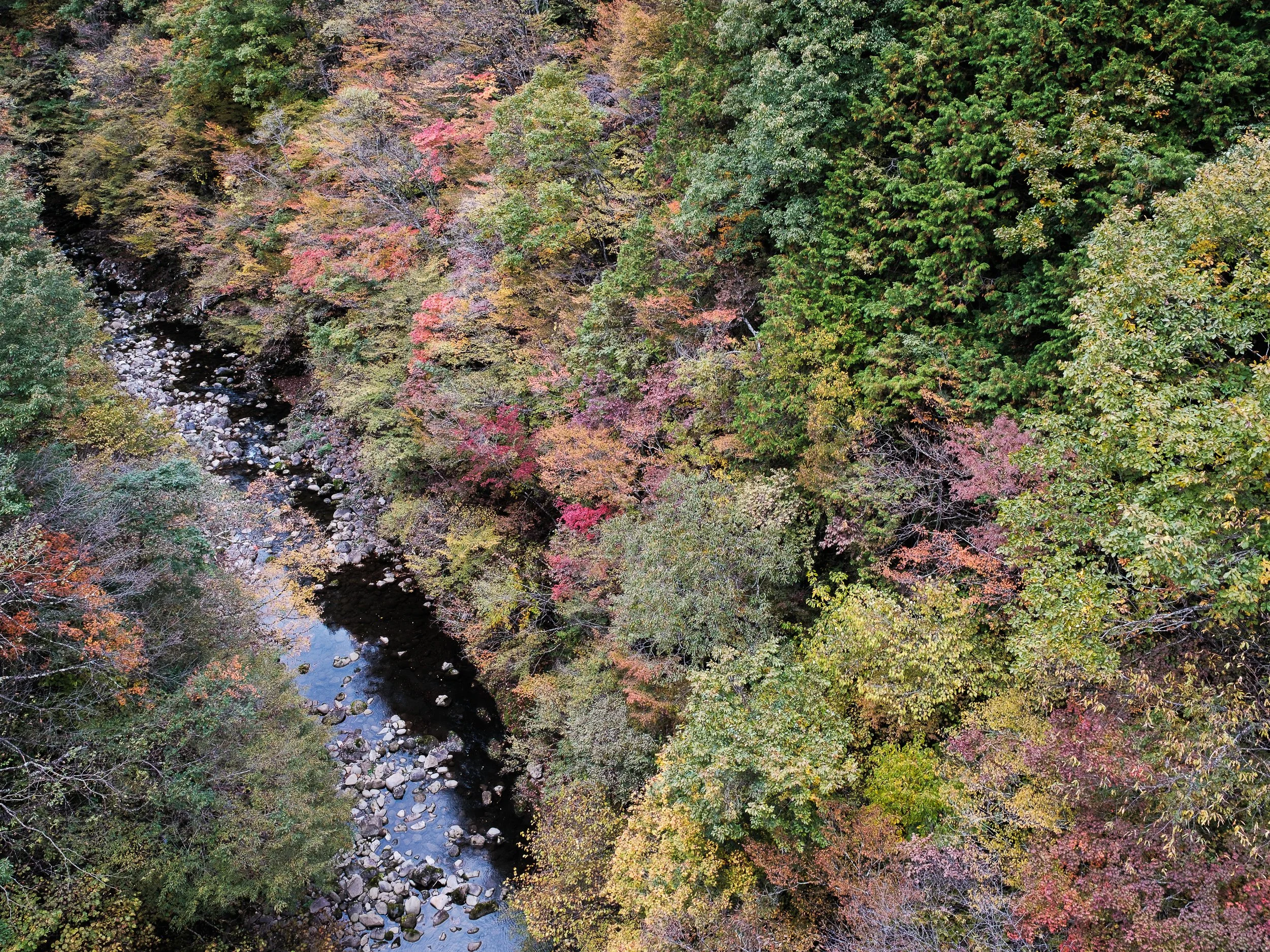 An aerial view of a river flowing through a dense forest with colorful autumn leaves.
