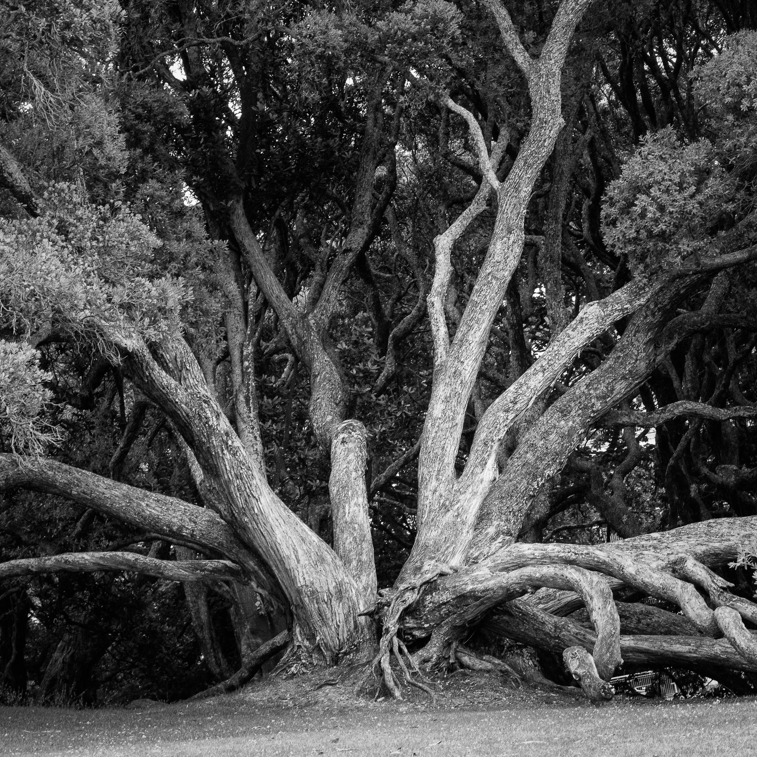 Black and white photo of a large, old tree with multiple thick, twisting branches extending from a sturdy trunk, situated on a patch of ground.