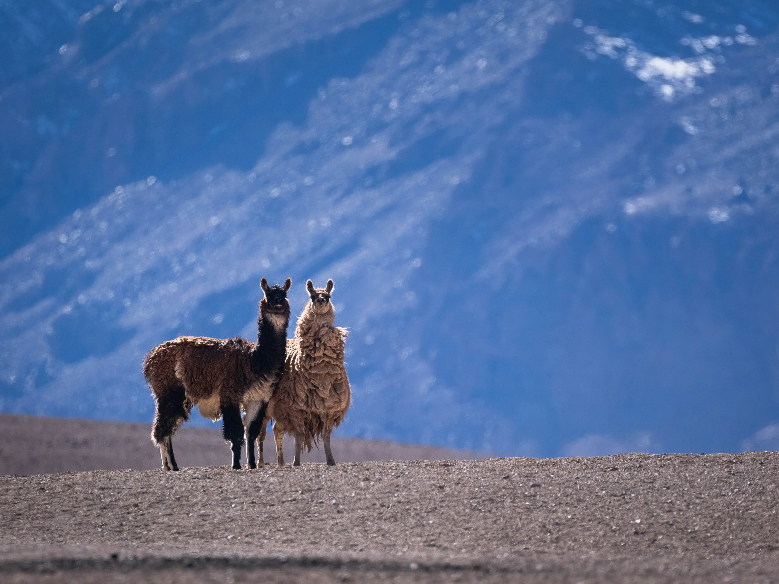 Two llamas standing on a dirt hill with a clear blue sky and mountains in the background.
