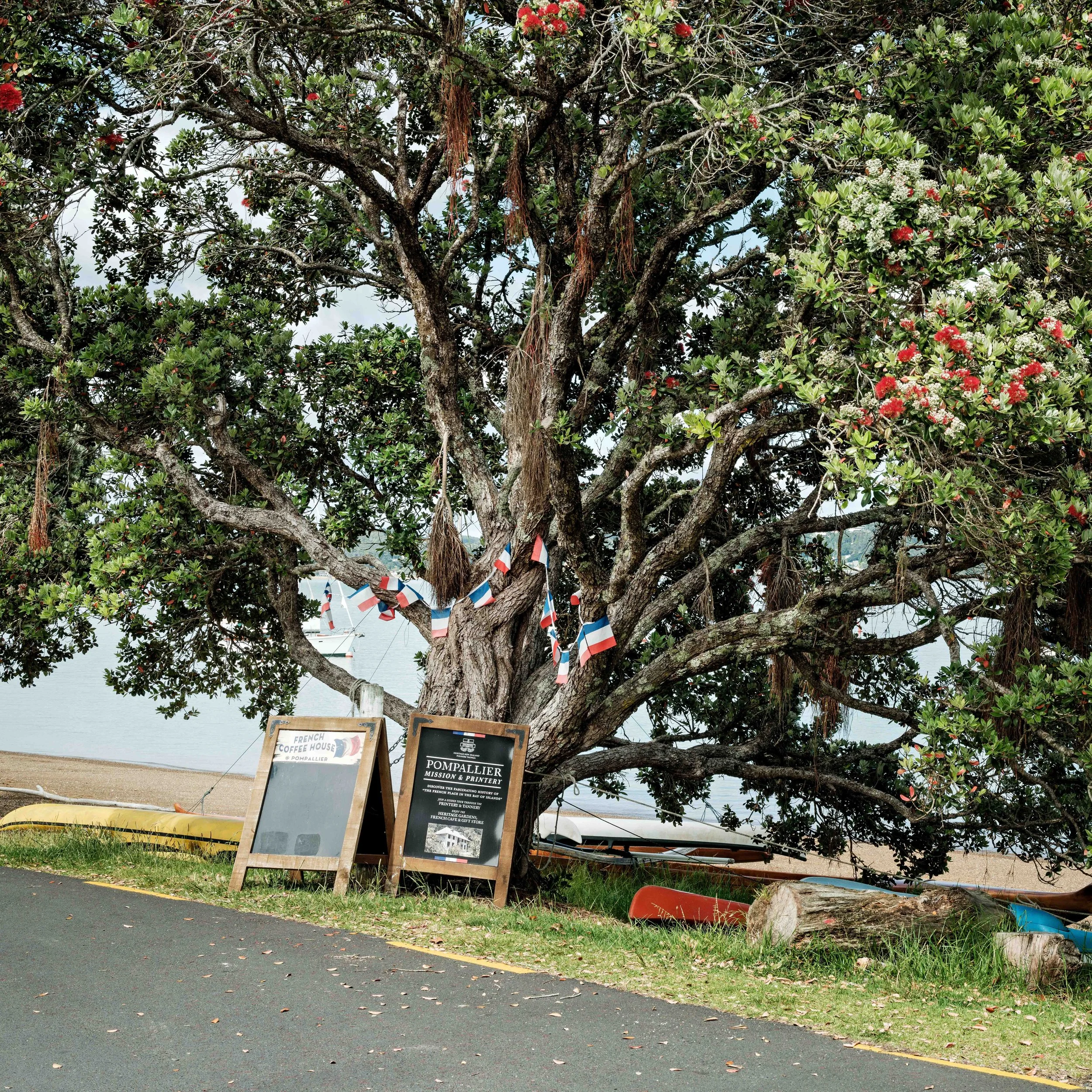 A large tree by the water decorated with small French flags, with signs near its base advertising a French coffee house and a mission and printing business. Several boats are on the water in the background.